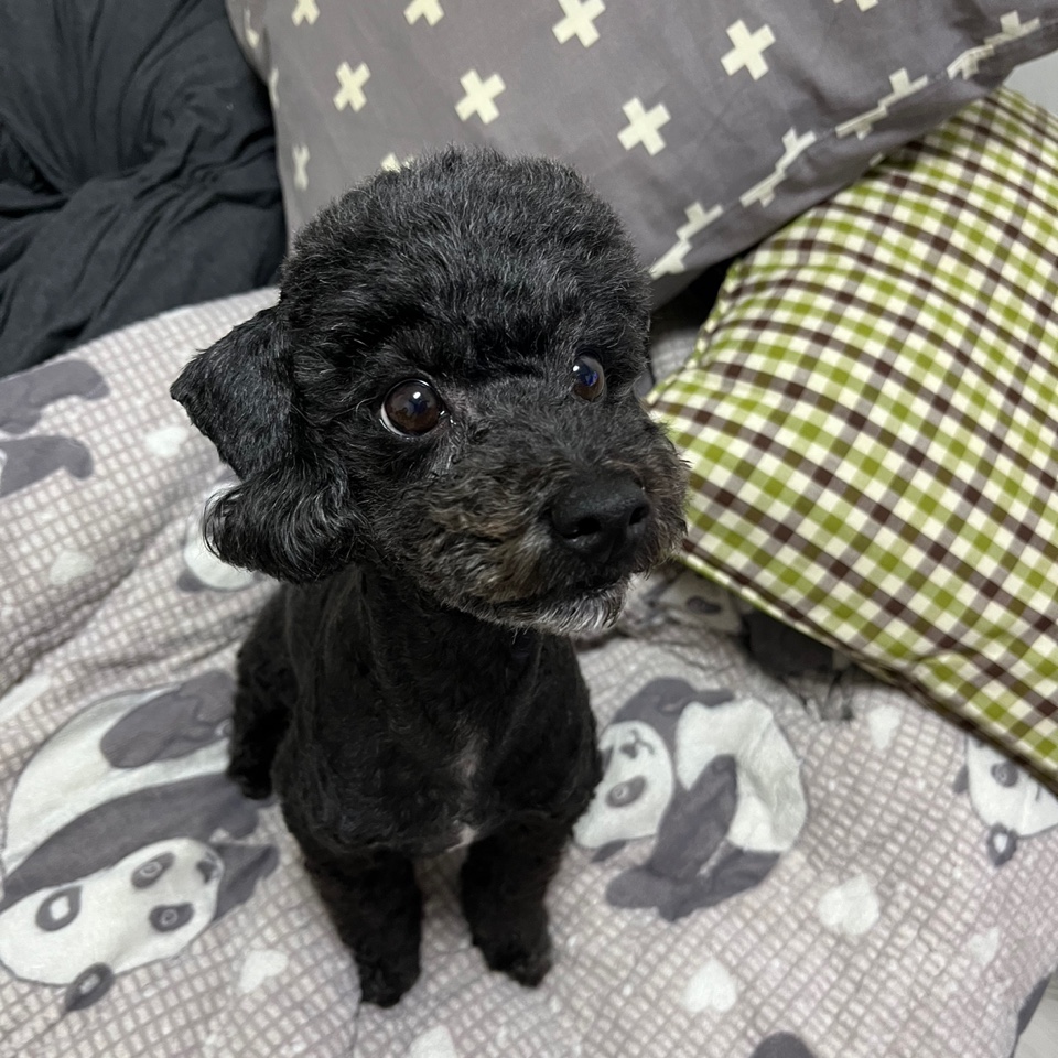 Jordan 1 Retro High OG Royal Toe 착용 스타일 - 4