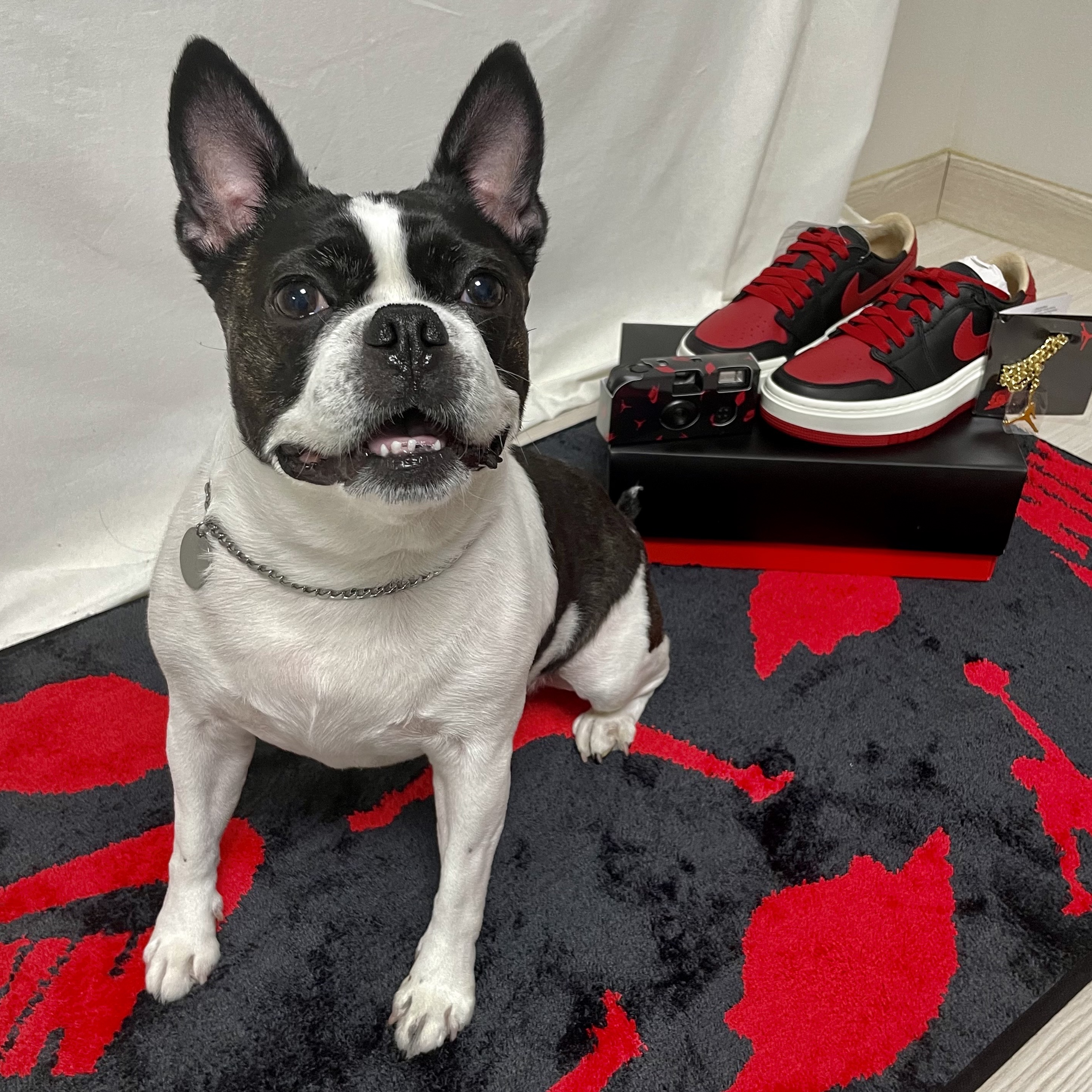 (W) Jordan 1 Elevate Low SE Bred 착용 스타일 - 1