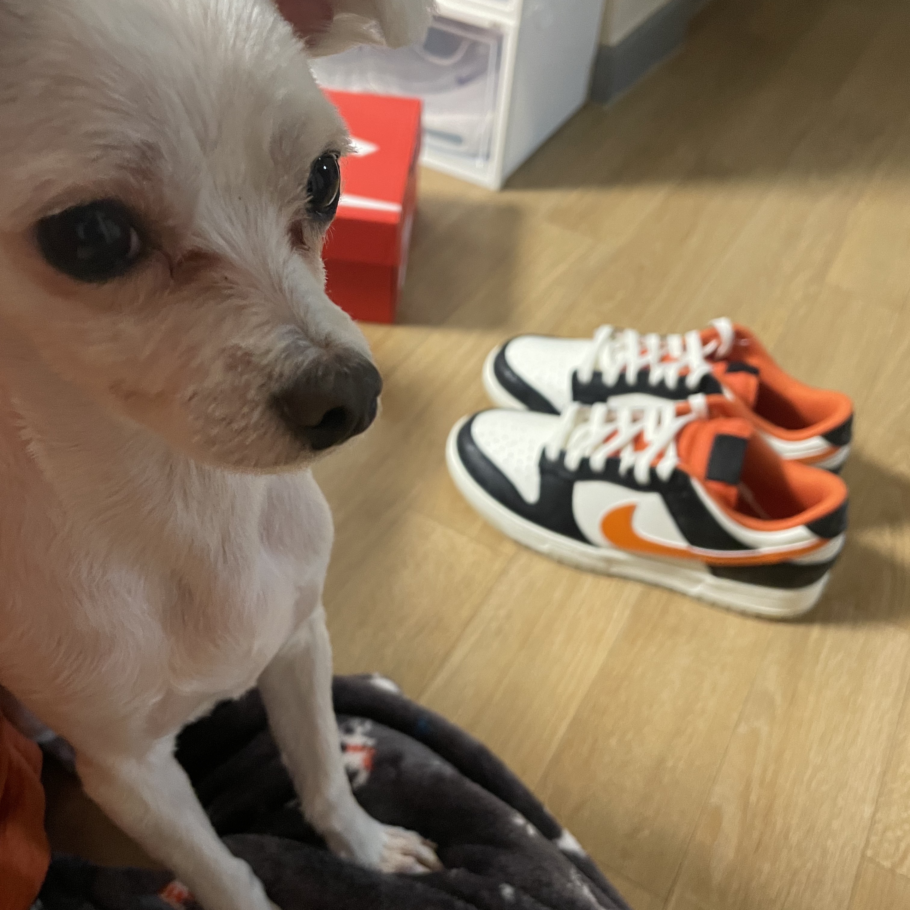 Nike Dunk Low Retro PRM Halloween 착용 스타일