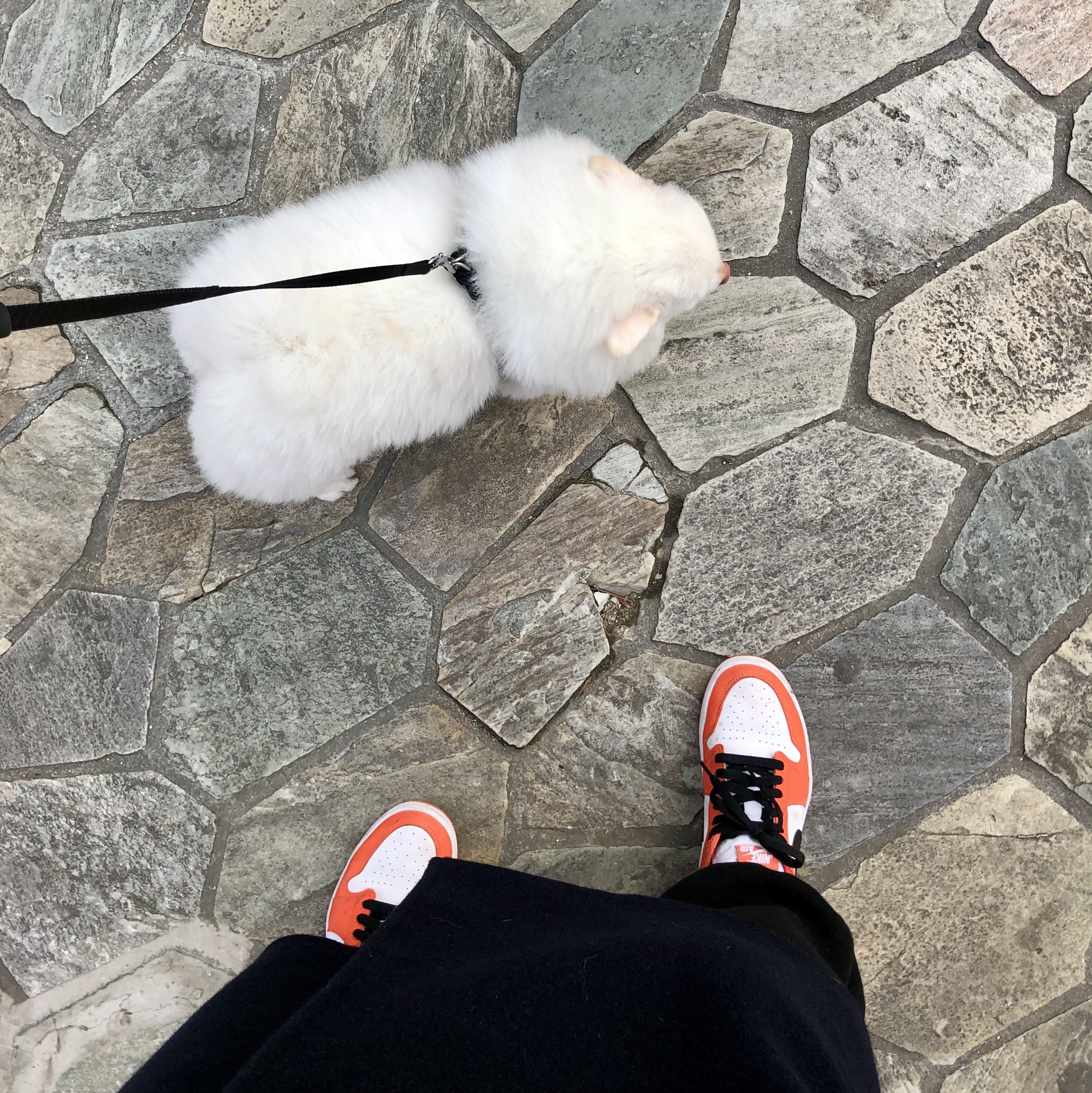 (W) Jordan 1 Low OG Starfish 착용 스타일