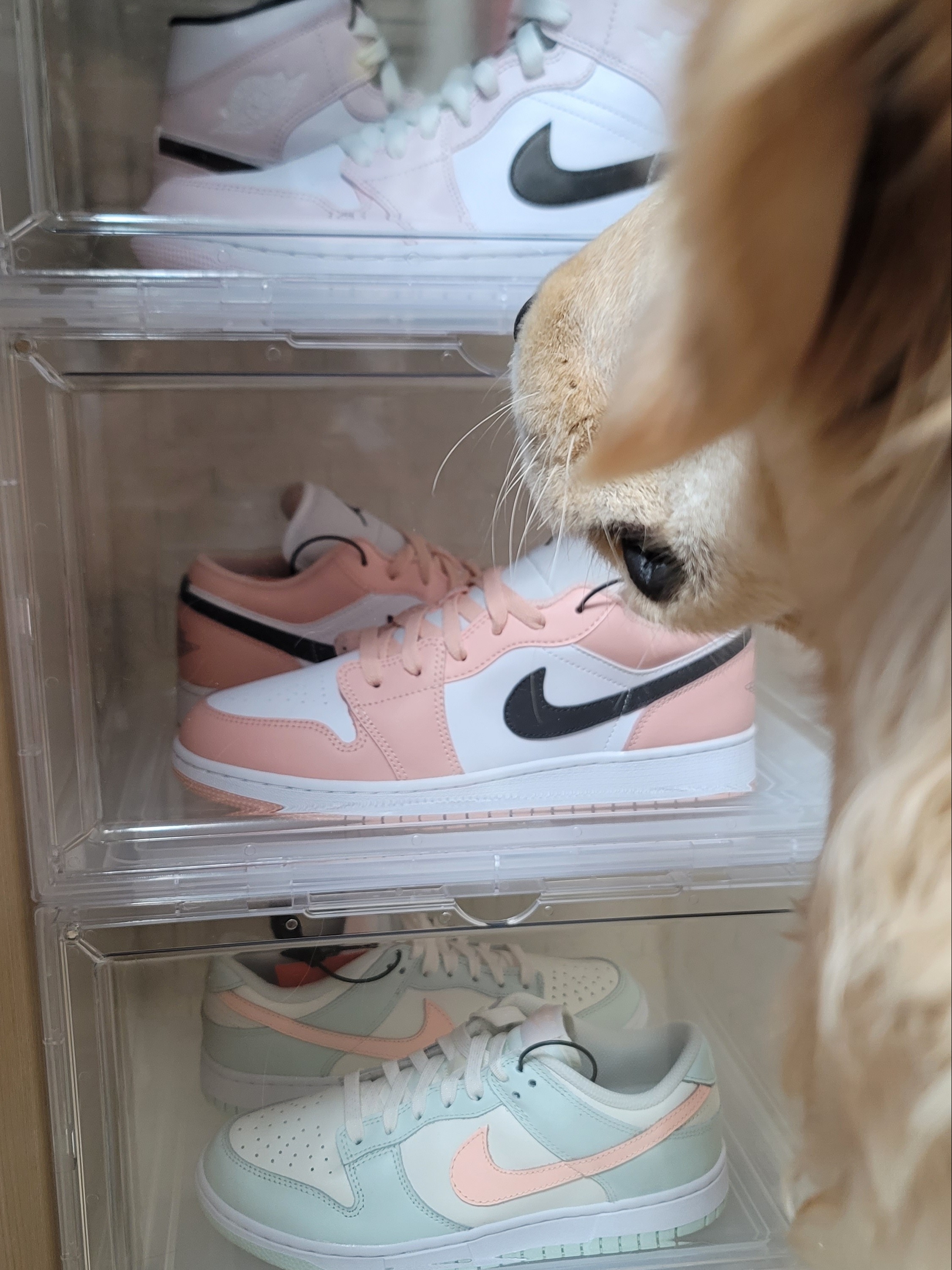 (W) Jordan 1 Mid Barely Rose, (GS) Jordan 1 Low Light Arctic Pink 착용 스타일 - 2
