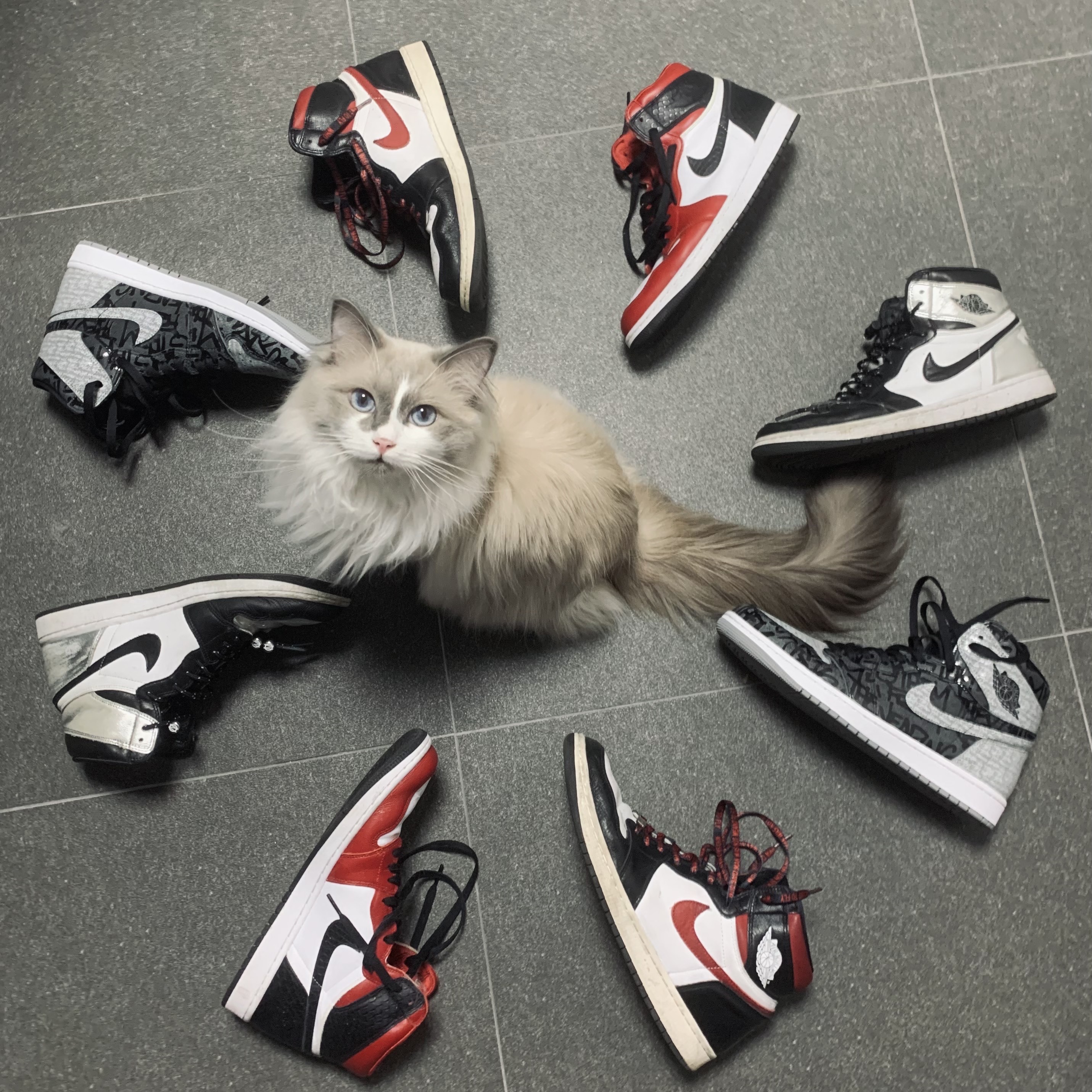 Jordan 1 Retro High OG Rebellionaire, (W) Jordan 1 Retro High OG Silver Toe 착용 스타일 - 1