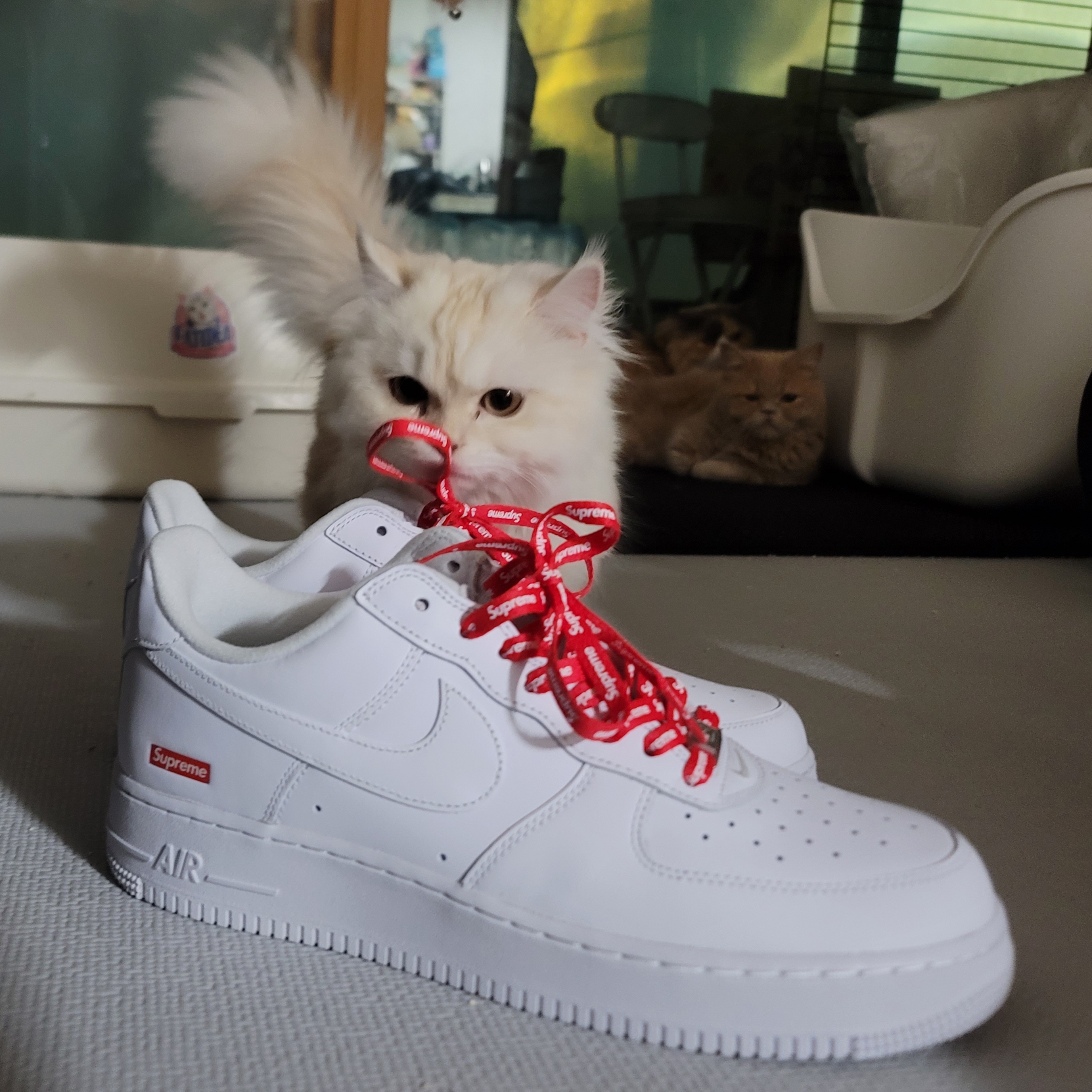 Nike x Supreme Air Force 1 Low White 착용 스타일