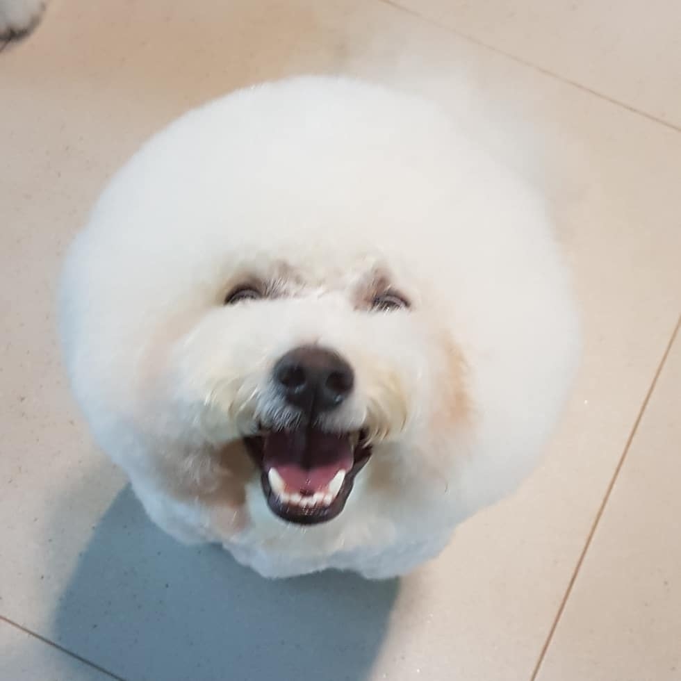 망고레고님의 스타일