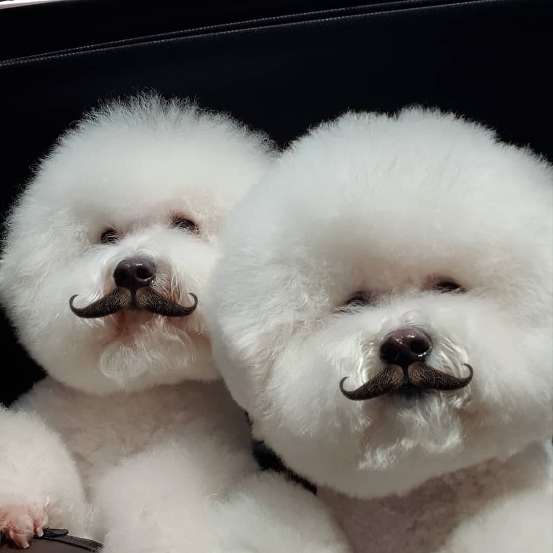 망고레고님의 스타일