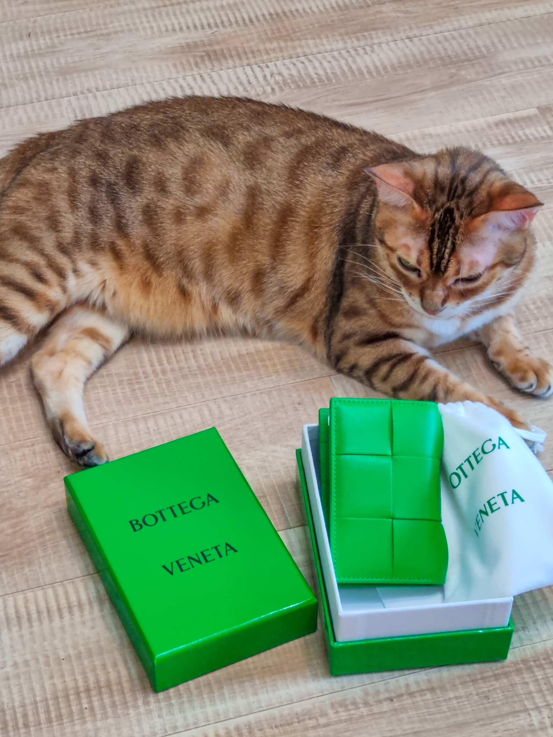 Bottega Veneta Flap Card Case Parakeet 착용 스타일 - 2