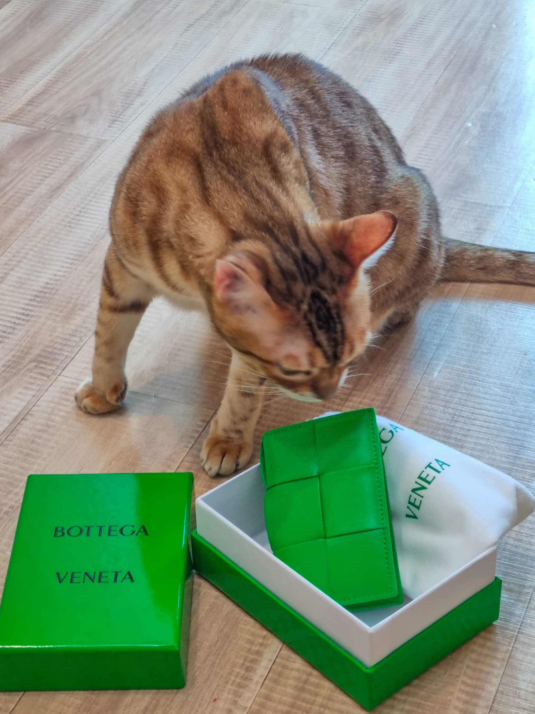 Bottega Veneta Flap Card Case Parakeet 착용 스타일 - 1