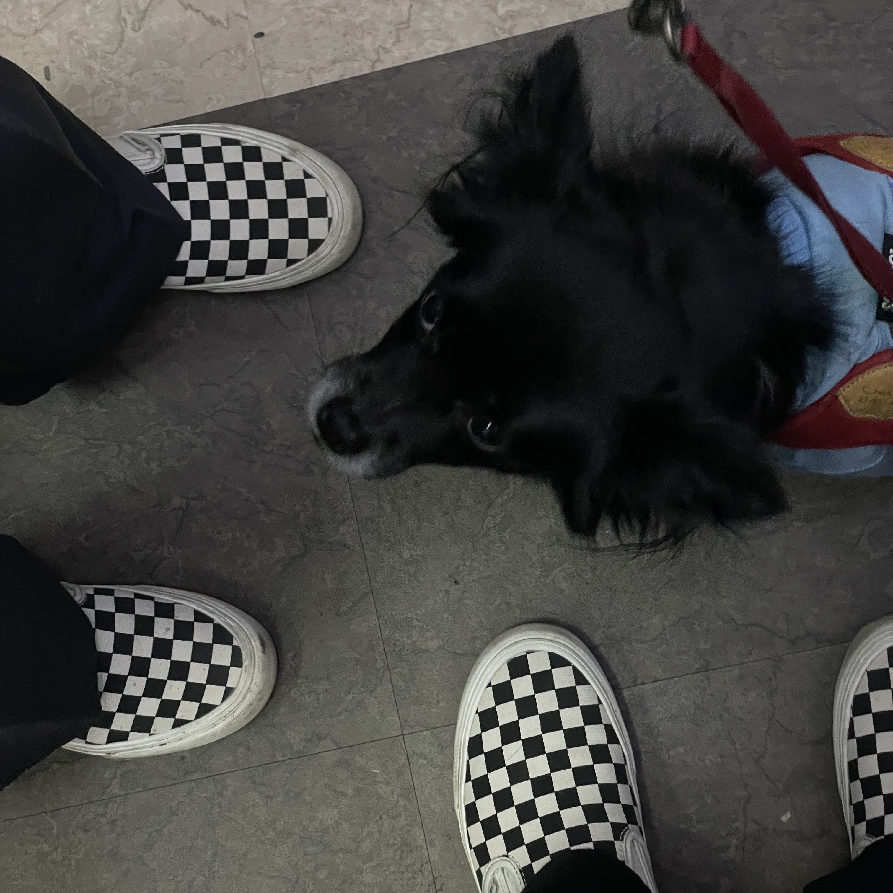 Vans Vault OG Classic Slip-On LX Checkerboard, Converse x Play Comme des Garcons Chuck 70 Ox Steel Gray 착용 스타일 - 1