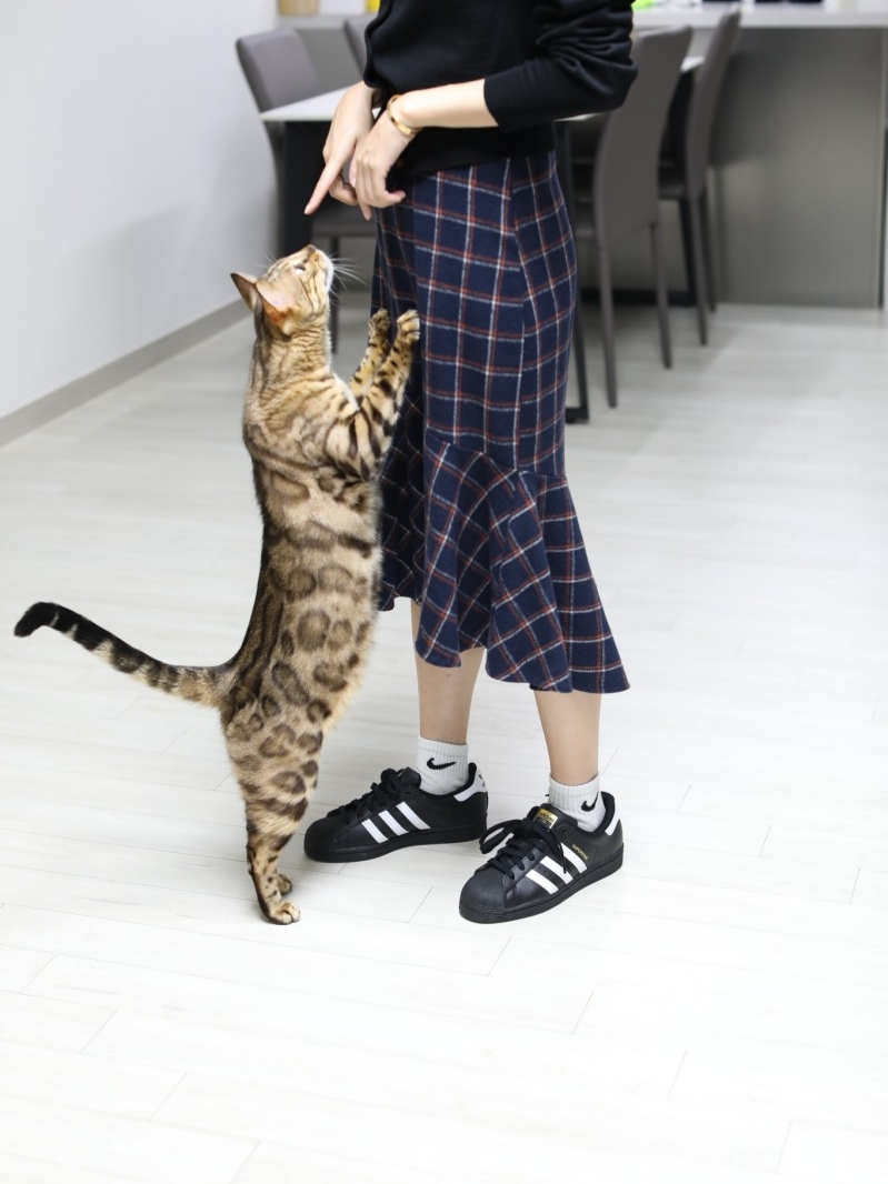 Adidas Superstar Core Black White 착용 스타일 - 1