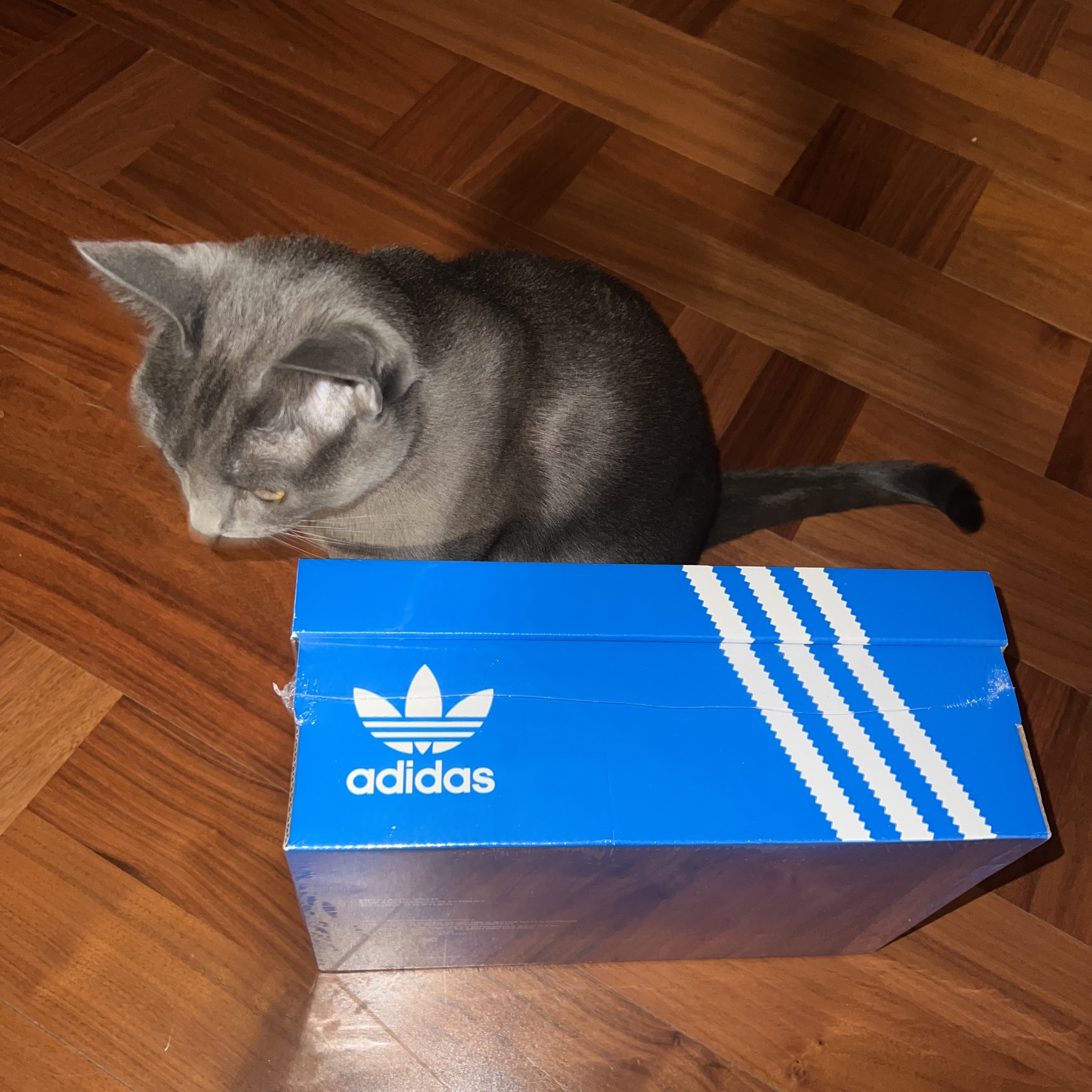 Adidas Campus 00s Bark Cloud White 착용 스타일 - 5