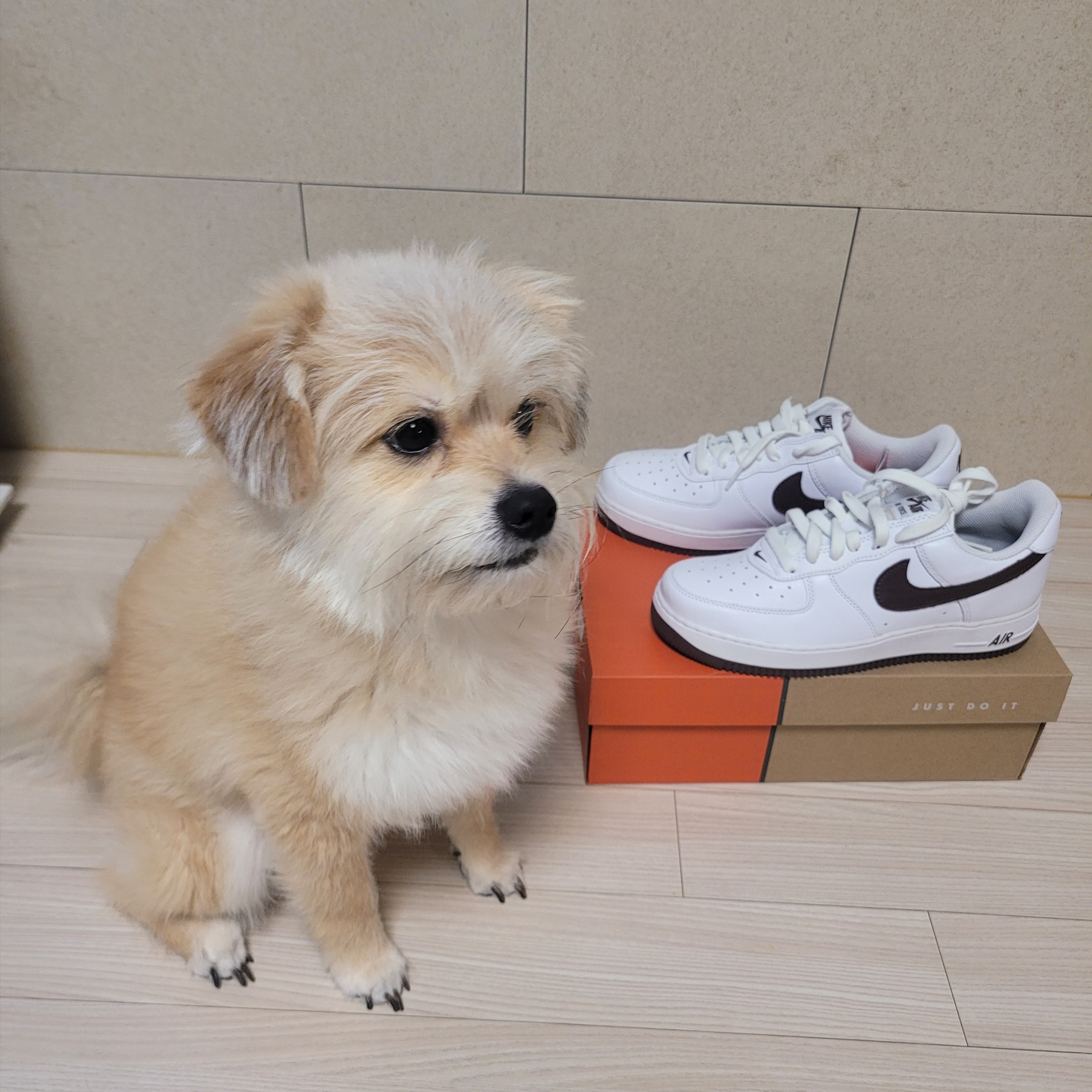 Nike Air Force 1 Low Retro Color of the Month Chocolate 착용 스타일