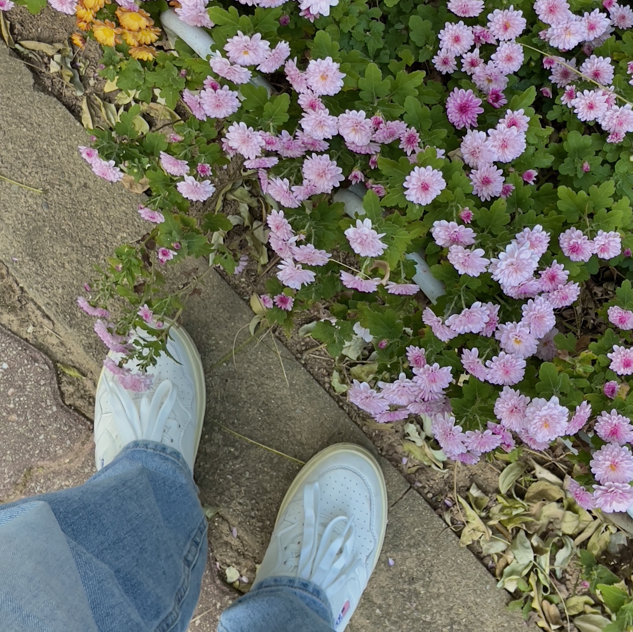 (W) Autry Medalist Low Goatskin Sneakers White, Autry Medalist Low Goatskin Sneakers White 착용 스타일