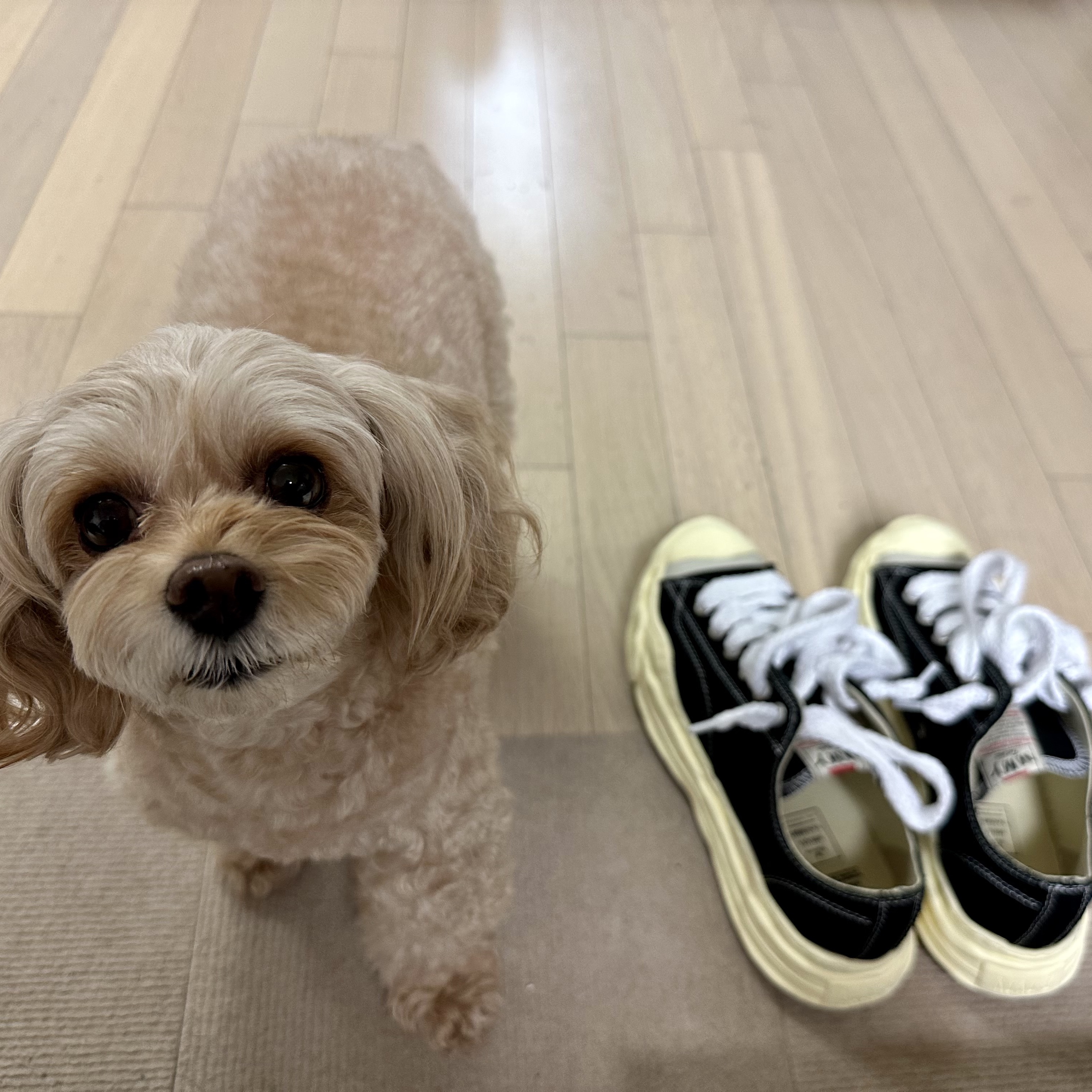Maison Mihara Yasuhiro Hank VL OG Sole Canvas Low-top Sneakers Black 착용 스타일 - 3