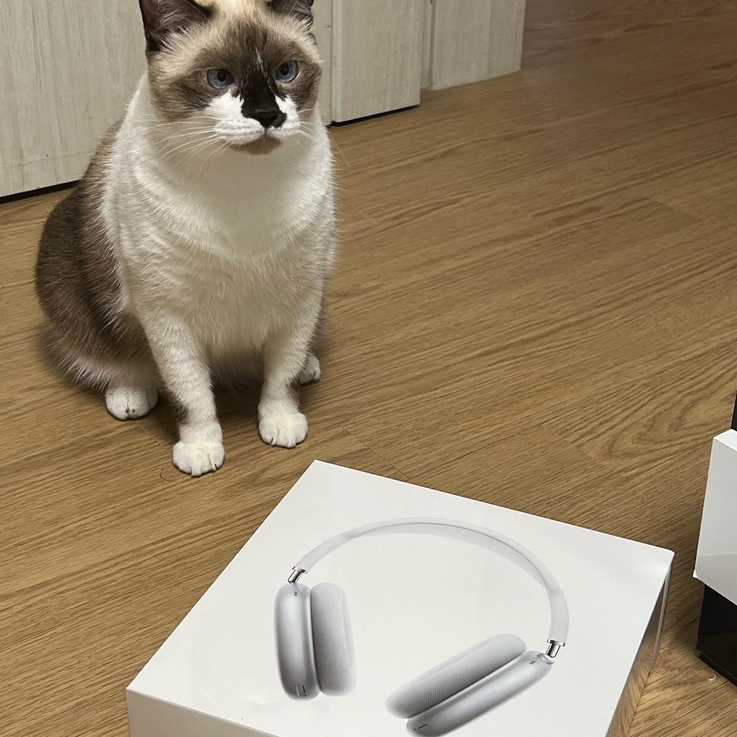 Apple AirPods Max Lightning Silver (Korean Ver.) 착용 스타일 - 2