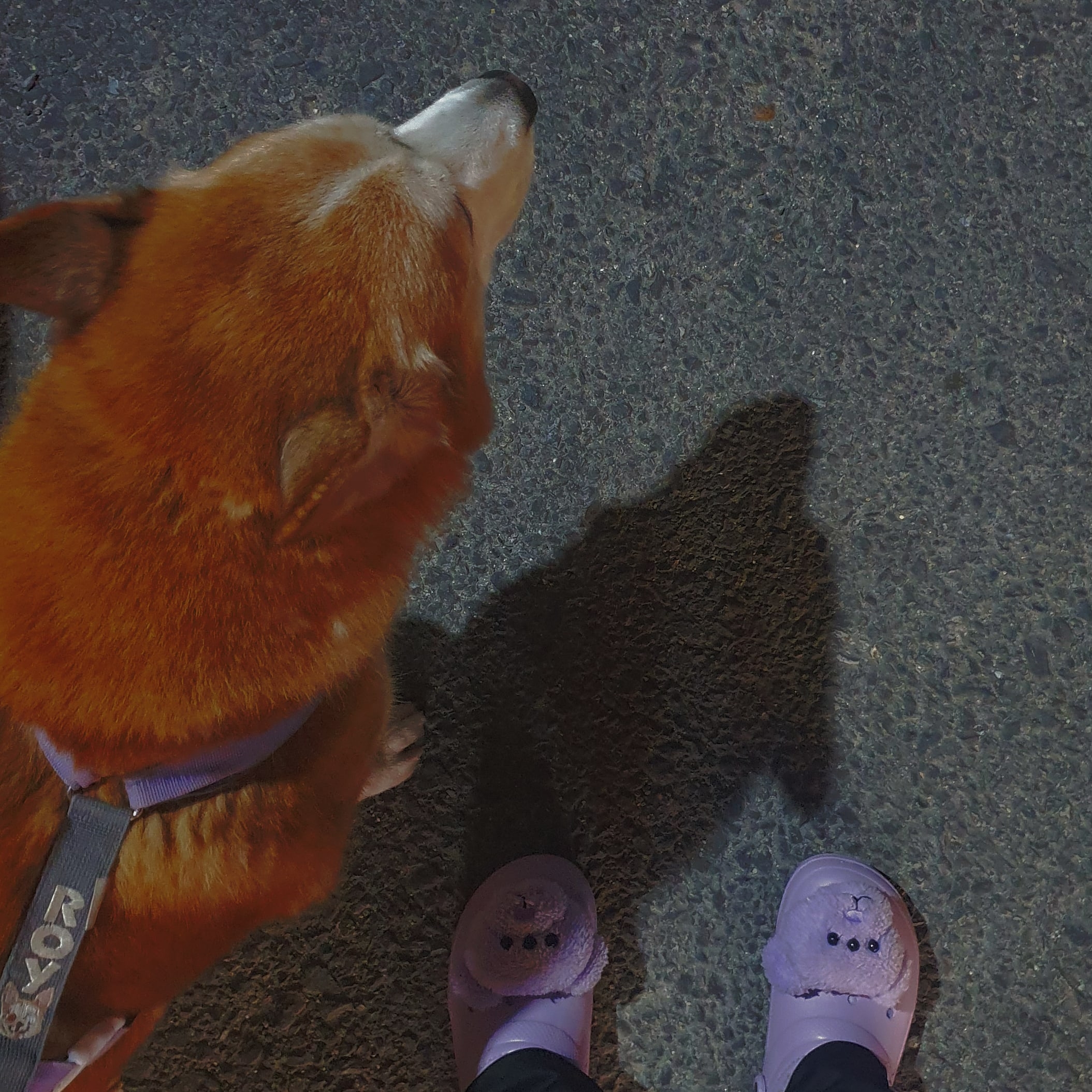 Crocs x Lazy Oaf Classic Lined Clog Lilac 착용 스타일