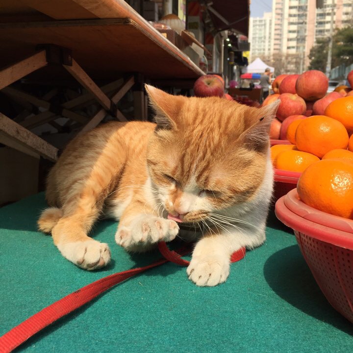 KREAM 스타일