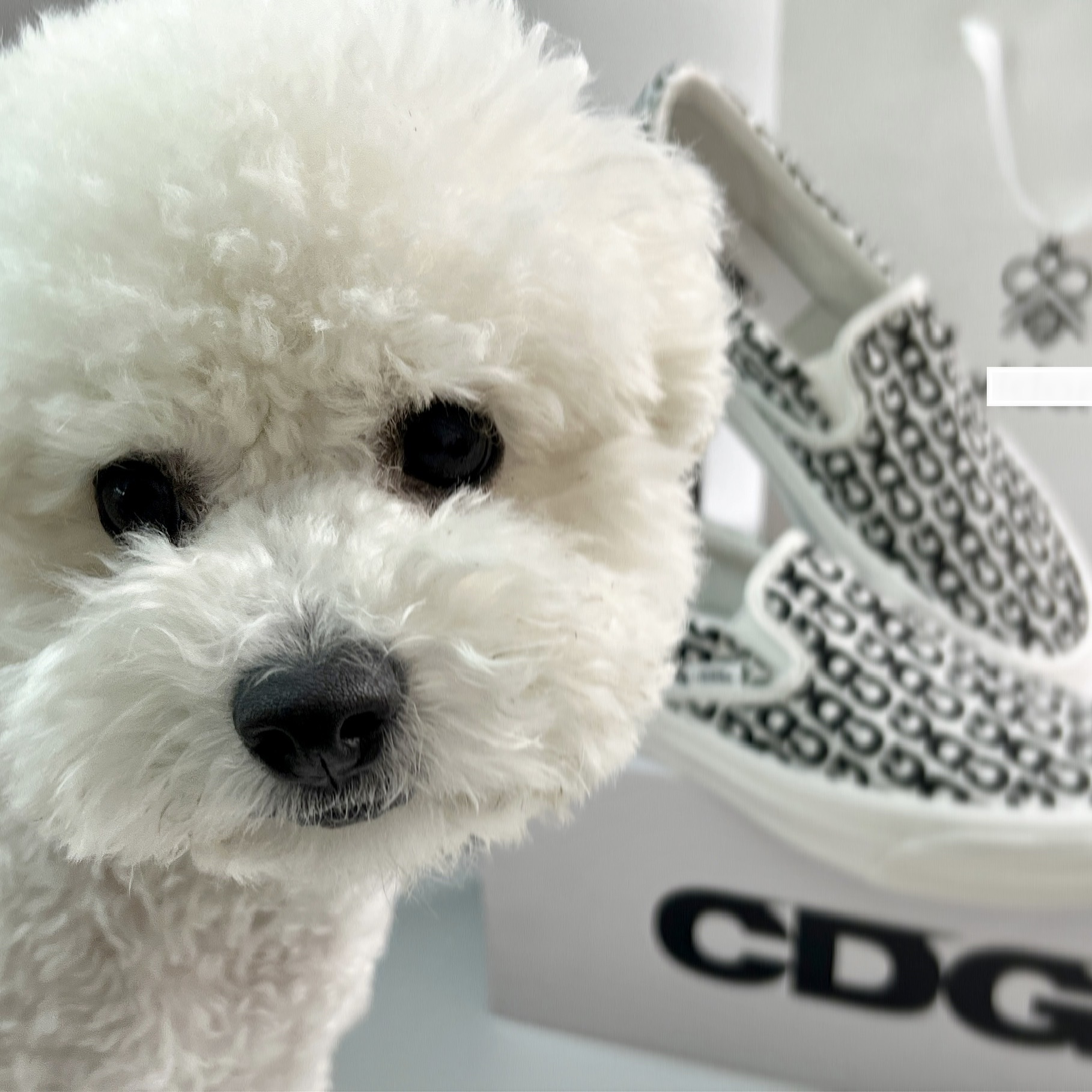 Vans Vault x CDG Slip-On LX White 착용 스타일