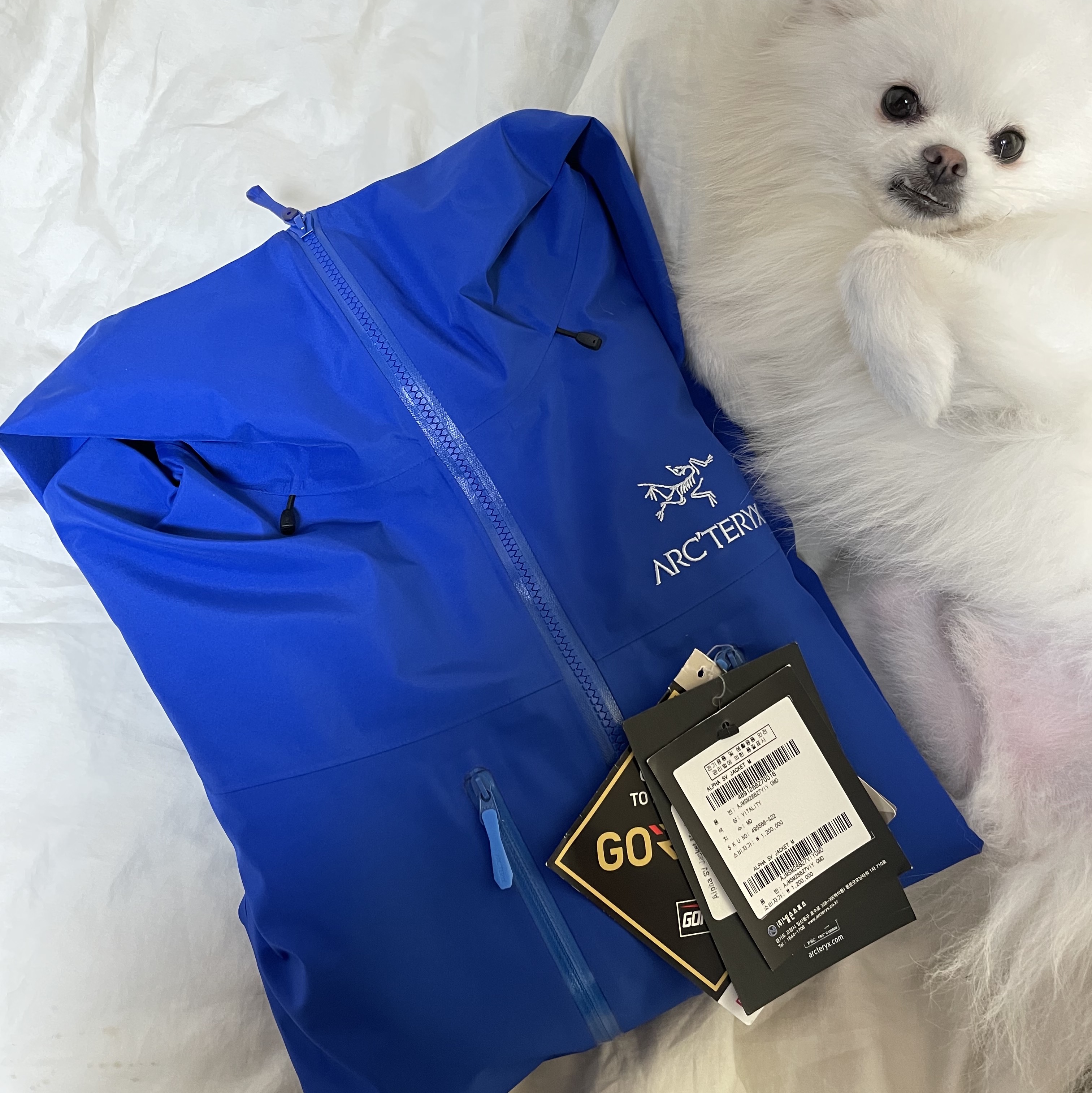Arc'teryx Alpha SV Jacket Vitality 착용 스타일