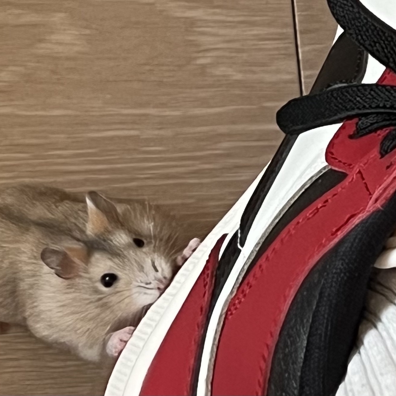 Jordan 1 Retro High OG Chicago 2022 착용 스타일 - 2