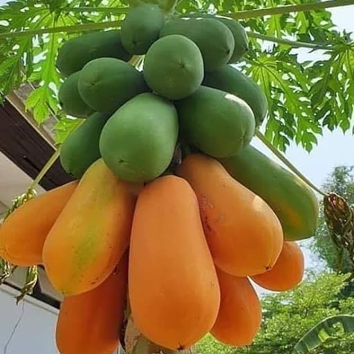 아마드님의 스타일