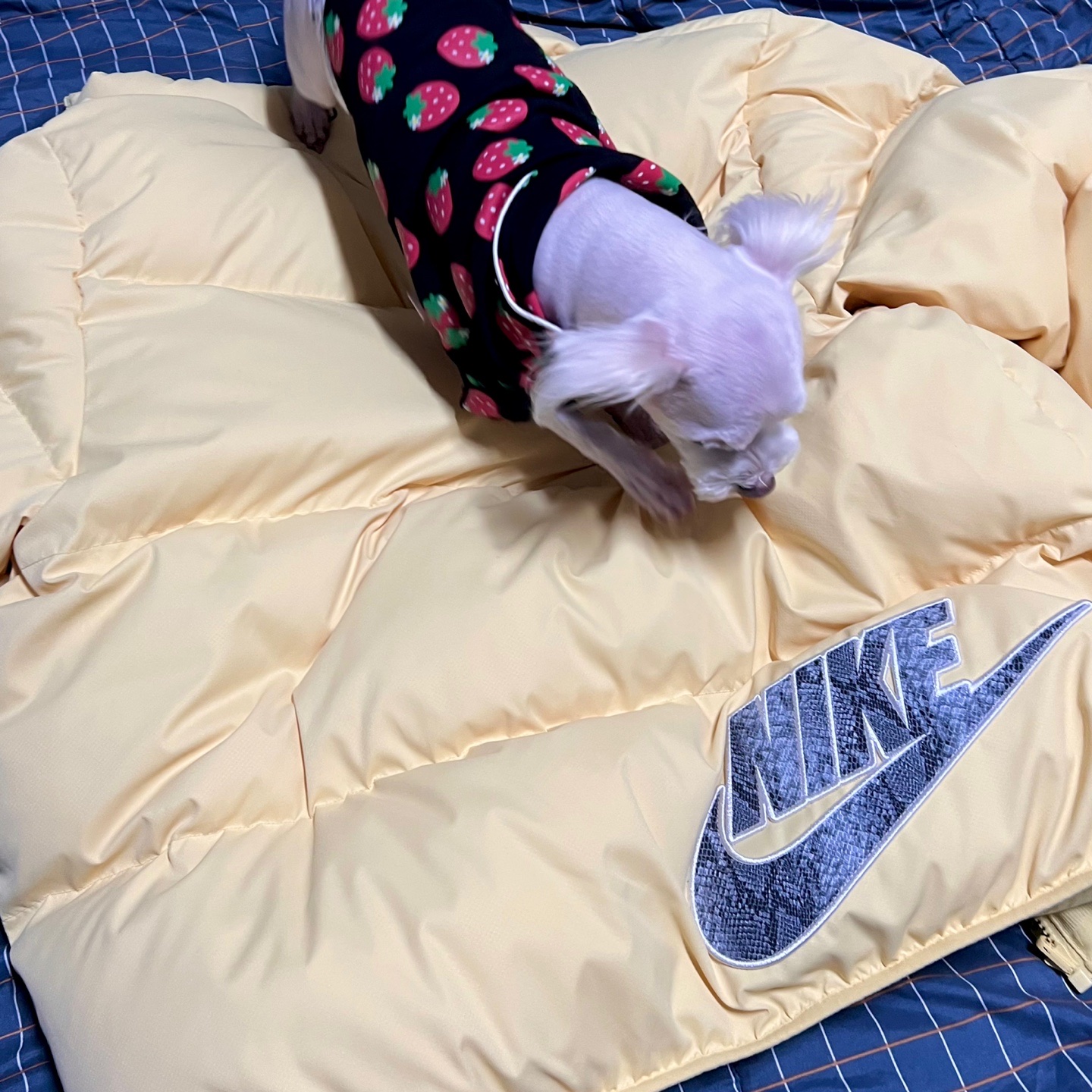 Supreme x Nike Reversible Puffy Jacket Pale Yellow - 21SS 착용 스타일 - 2