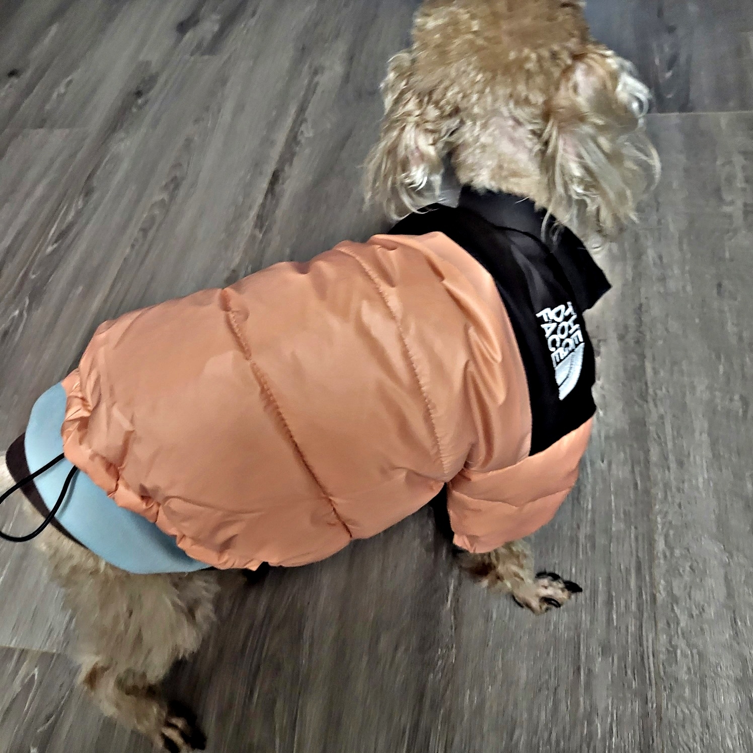 (W) The North Face Nuptse Short Jacket Black 착용 스타일