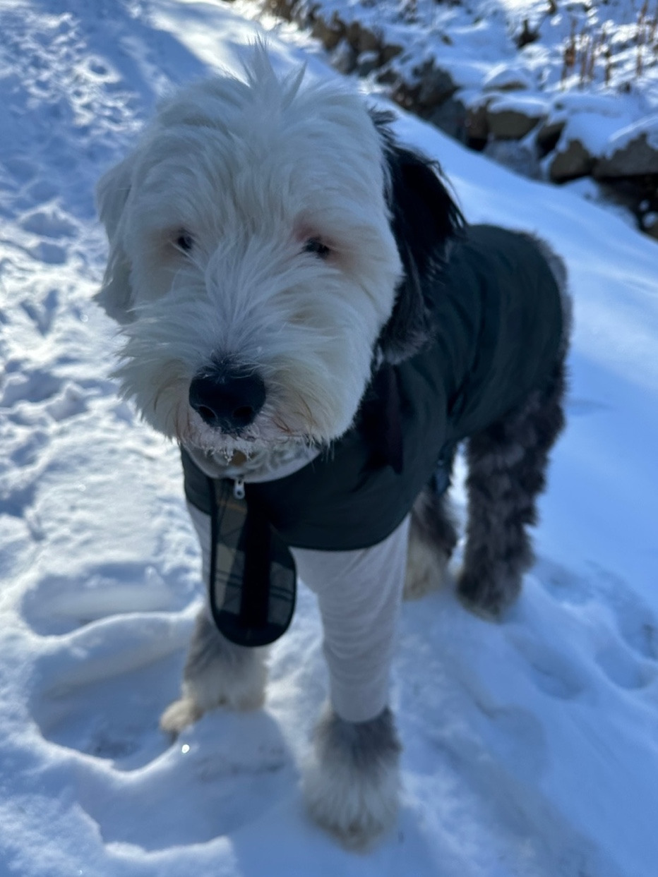 Barbour Quilted Dog Coat Olive 착용 스타일