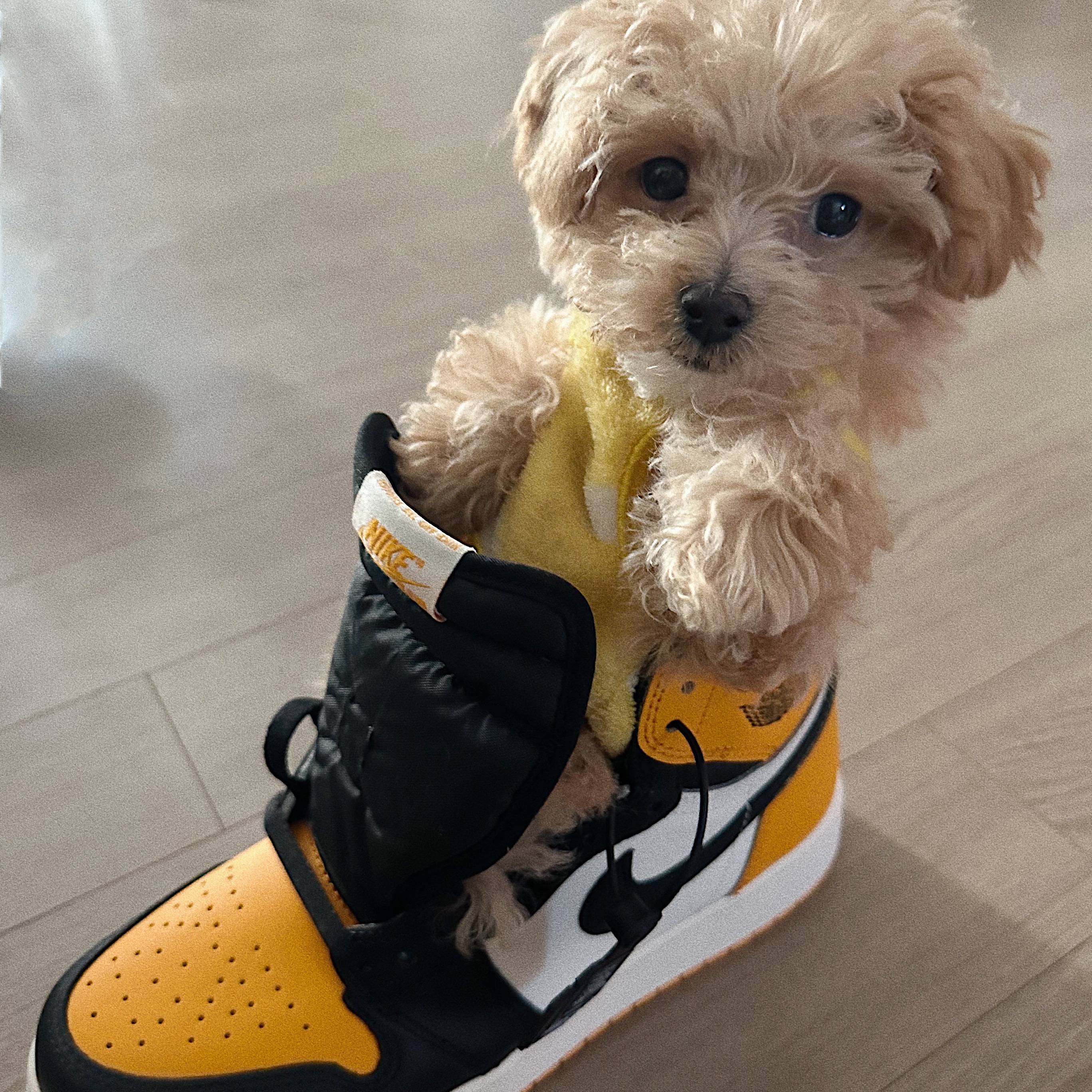 (W) Jordan 1 Zoom Air CMFT Gym Red Black, (GS) Jordan 1 Retro High OG Taxi 착용 스타일 - 4