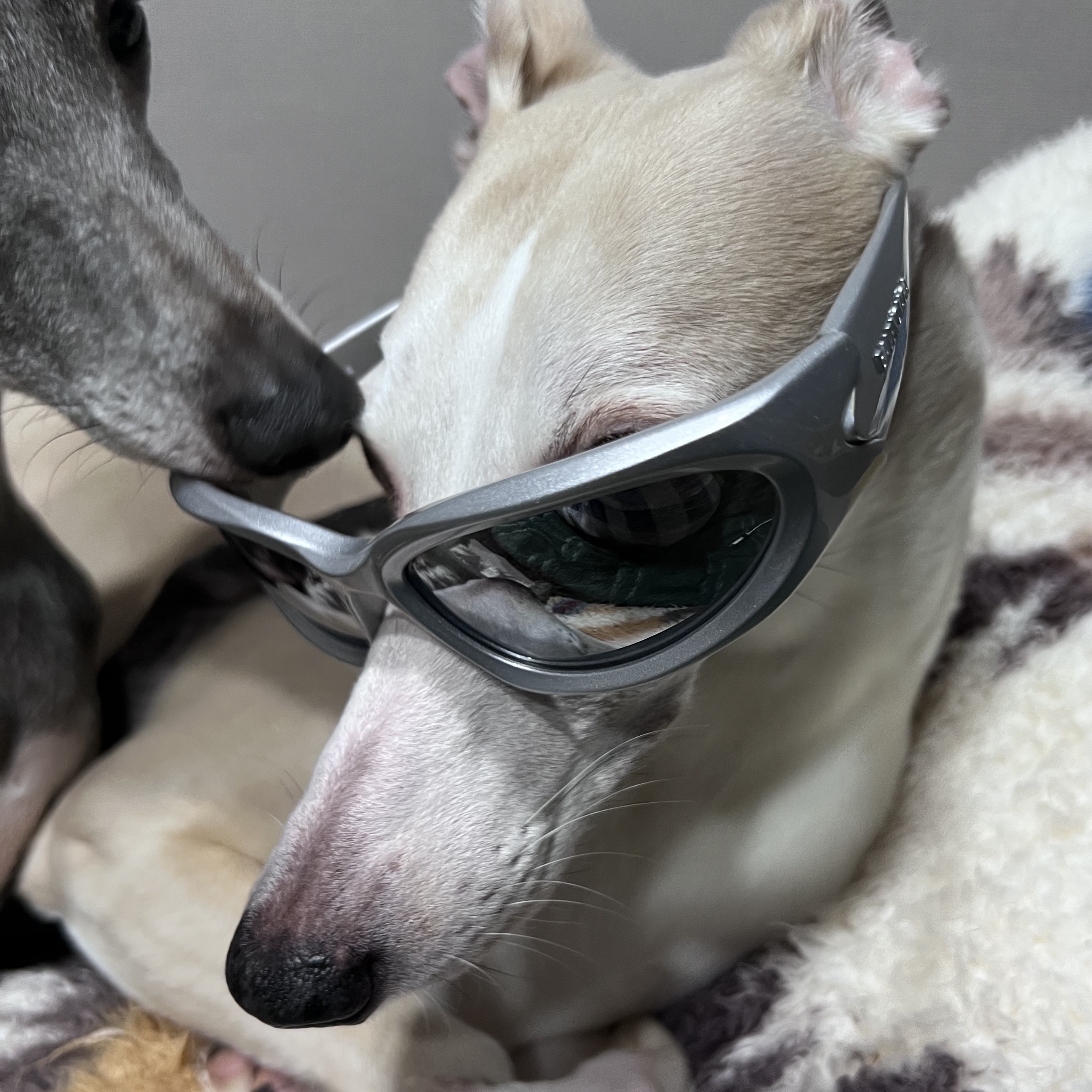 Balenciaga Swift Oval Sunglasses Silver 착용 스타일 - 4