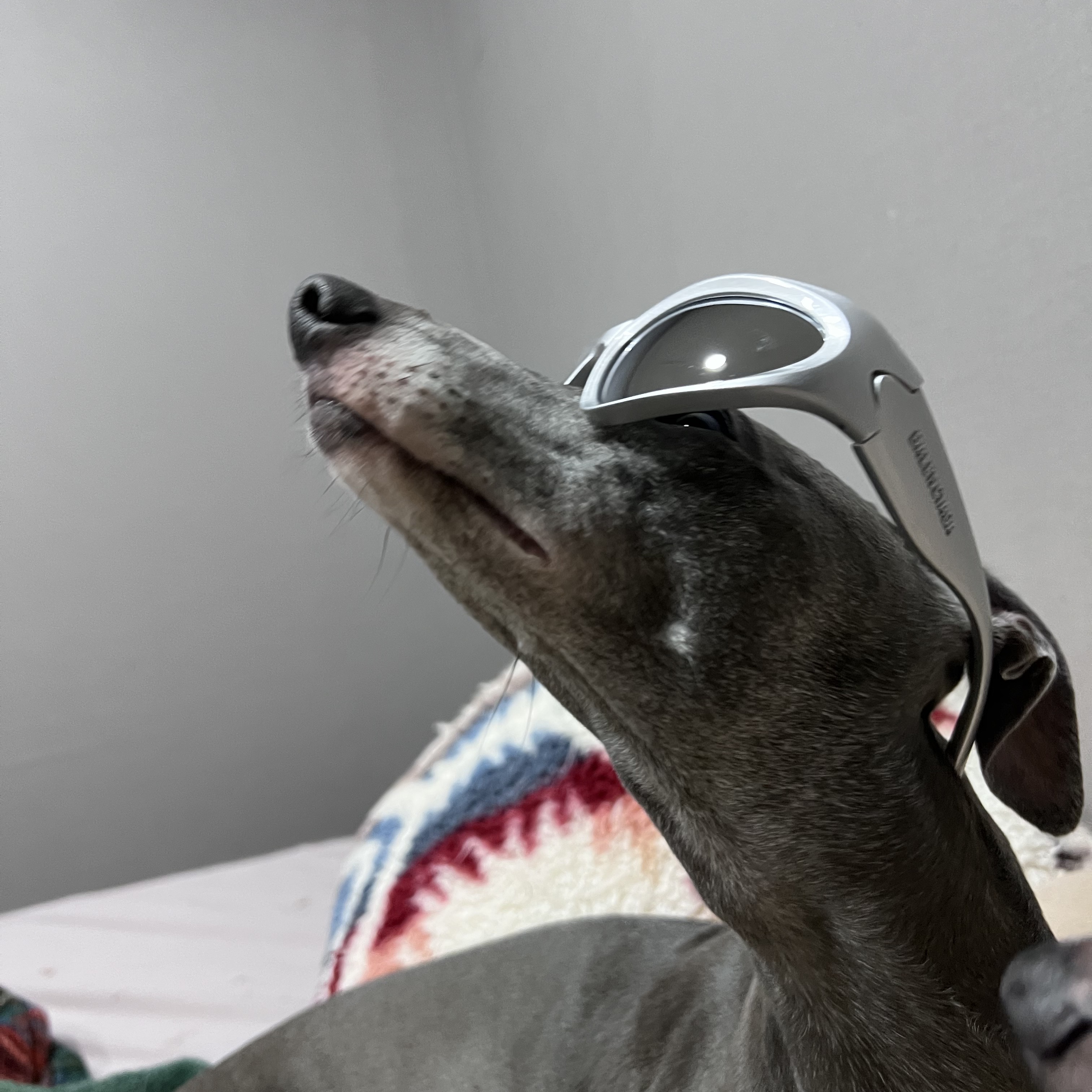 Balenciaga Swift Oval Sunglasses Silver 착용 스타일 - 2