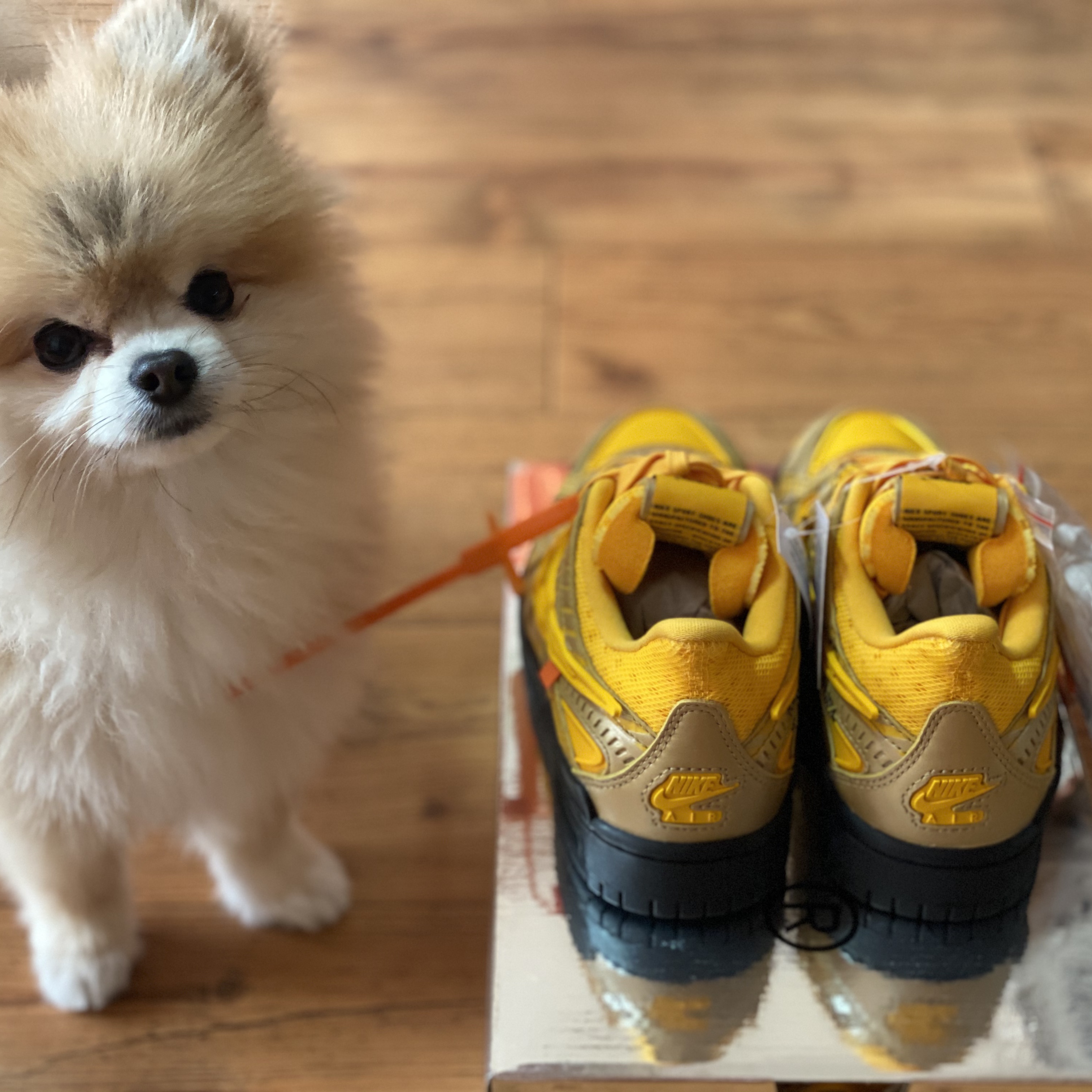 Nike x Off-White Air Rubber Dunk University Gold 착용 스타일 - 3