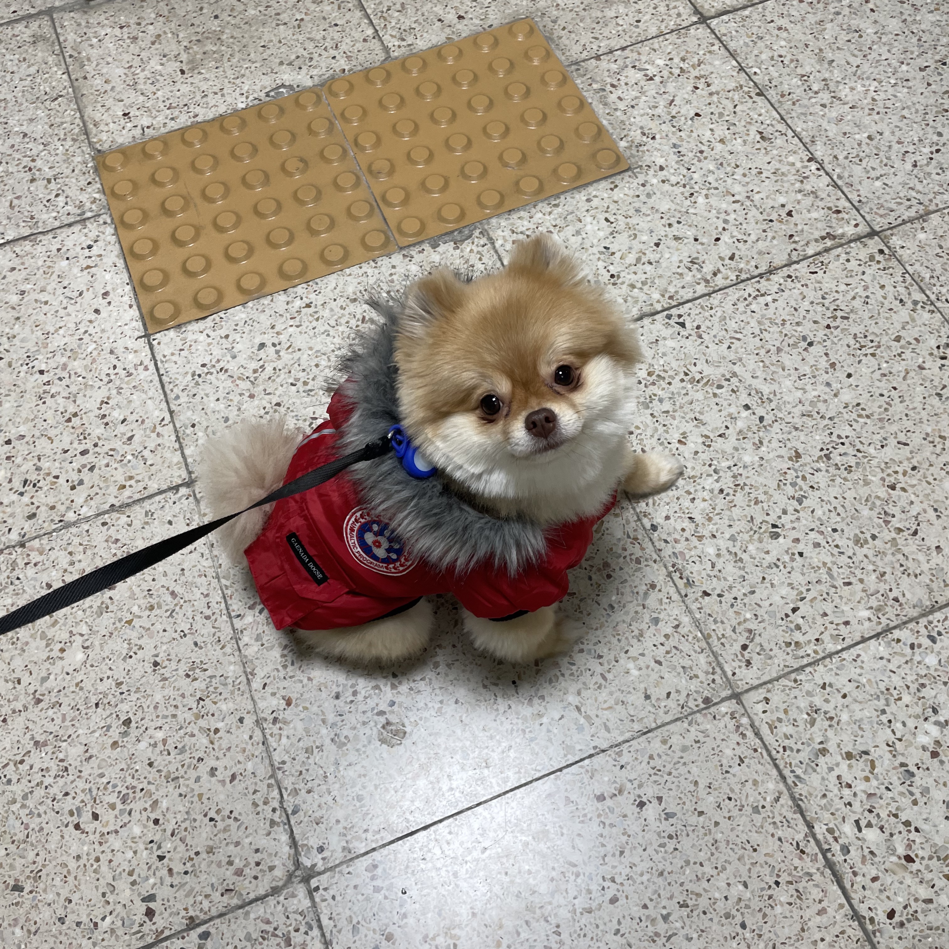 Canada Goose Expedition Parka Fusion Fit Red 착용 스타일 - 2