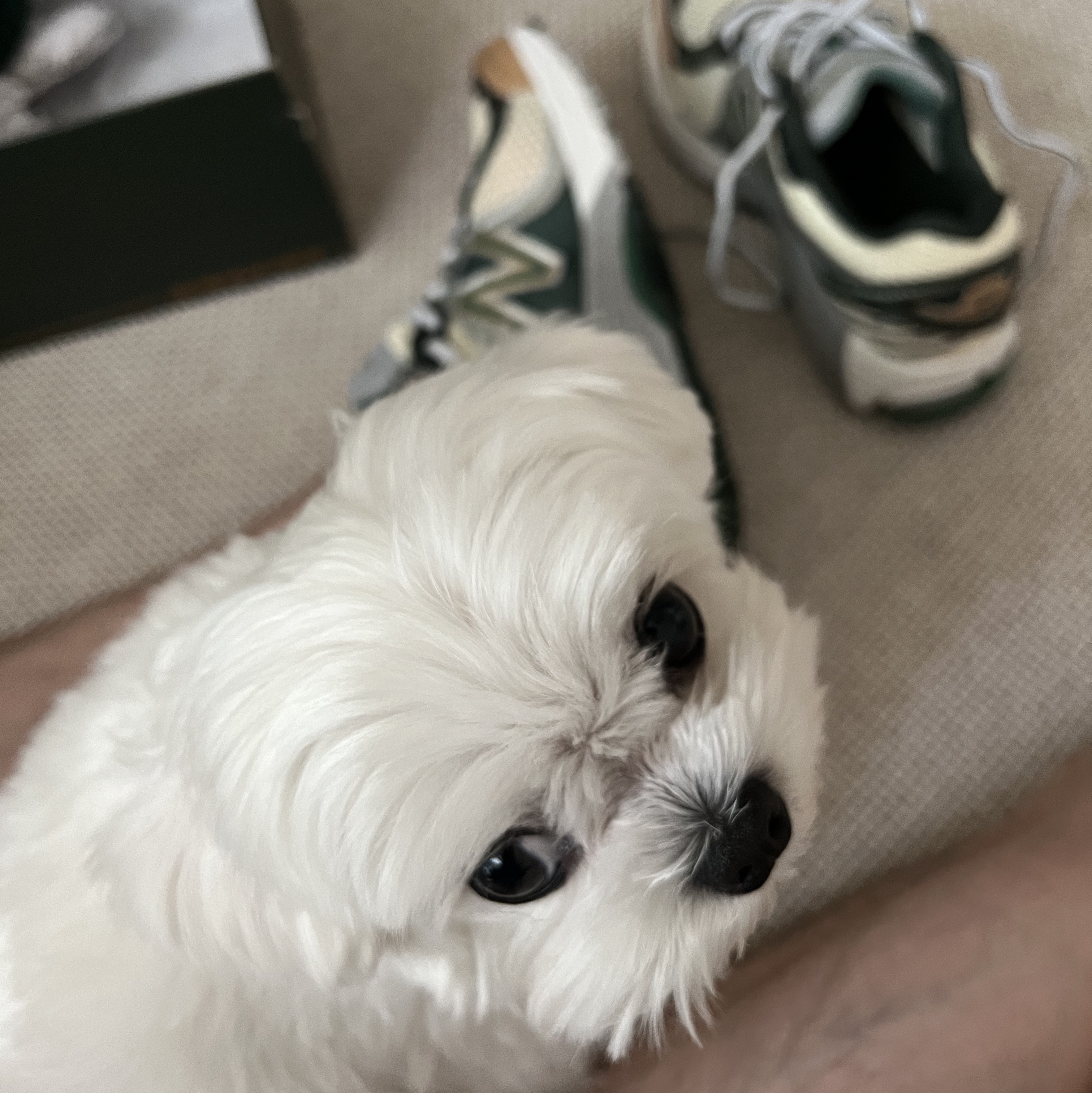 New Balance x Aime Leon Dore 860v2 Green 착용 스타일