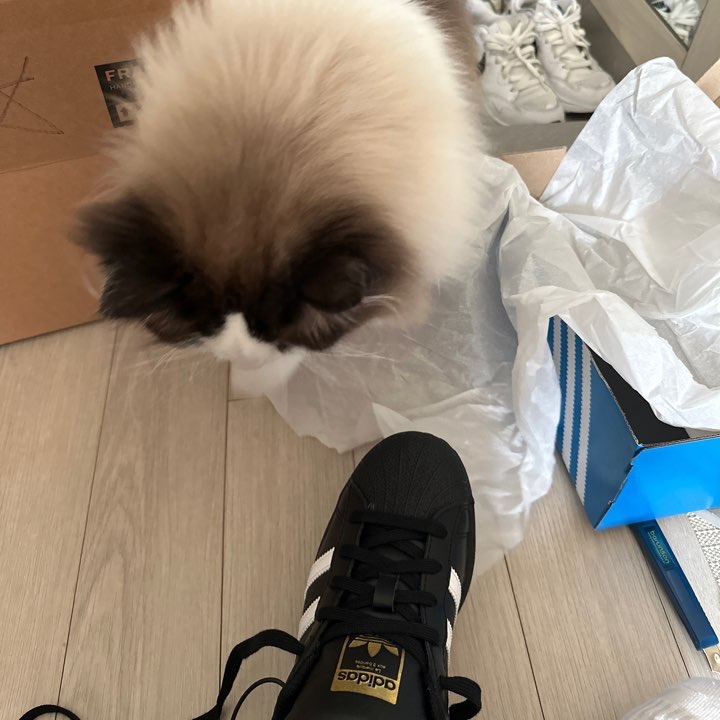 (J) Adidas Superstar Black White 착용 스타일