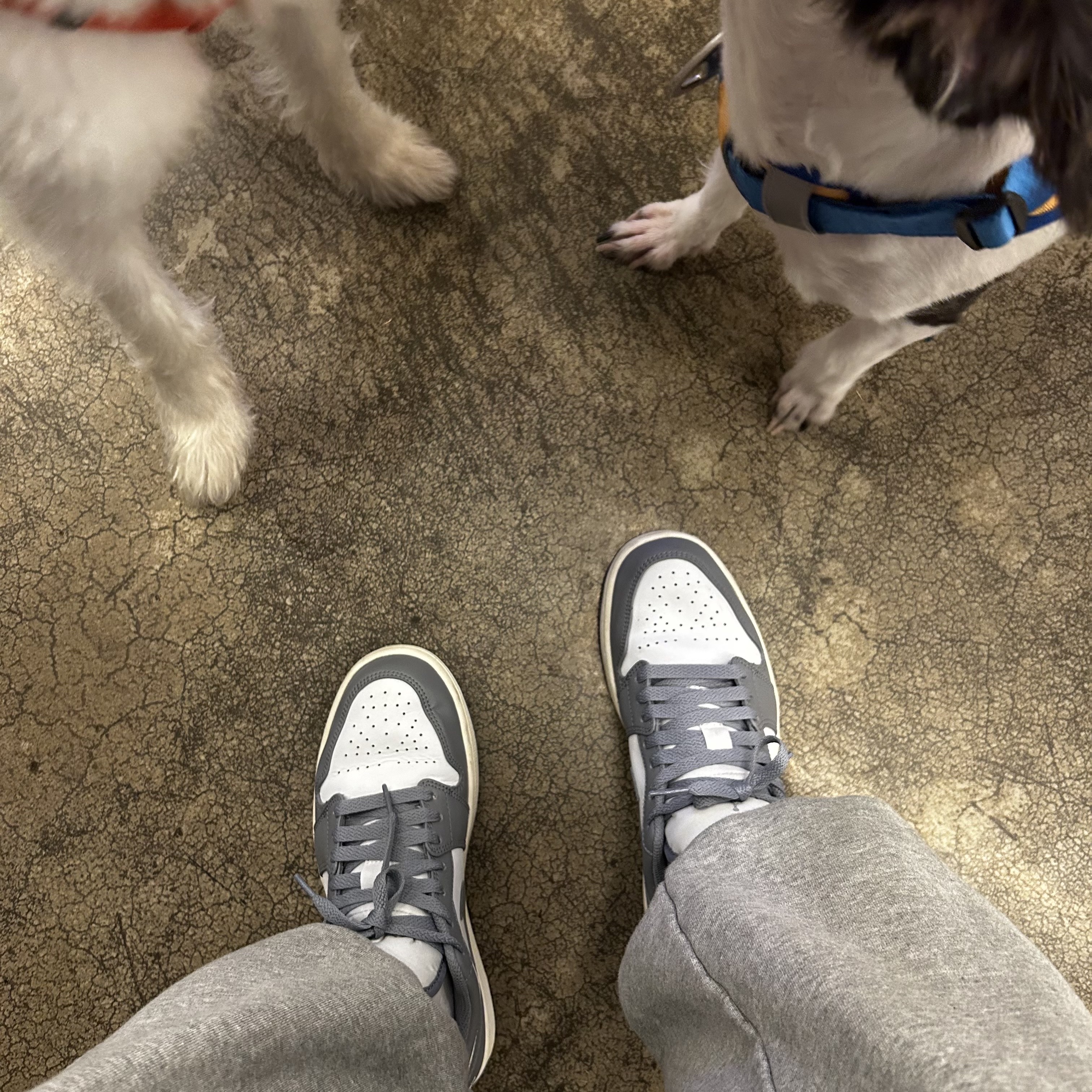 Jordan 1 Low Stealth and White 착용 스타일 - 1