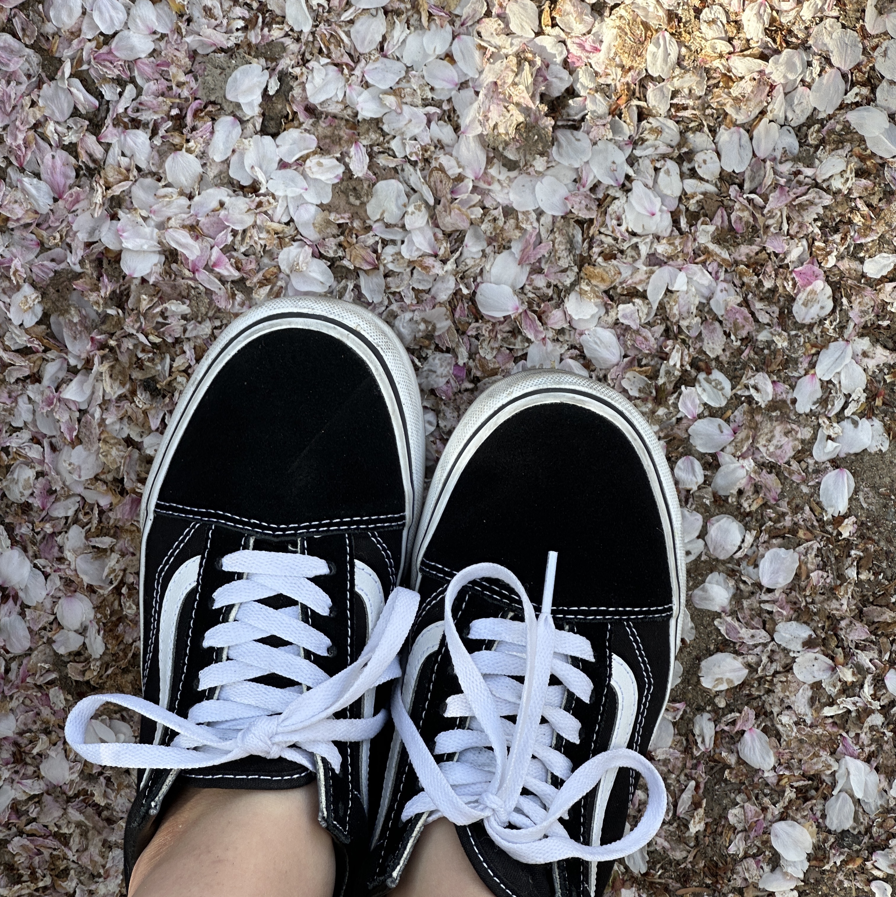 Vans ComfyCush Old Skool Black True white 착용 스타일 - 2