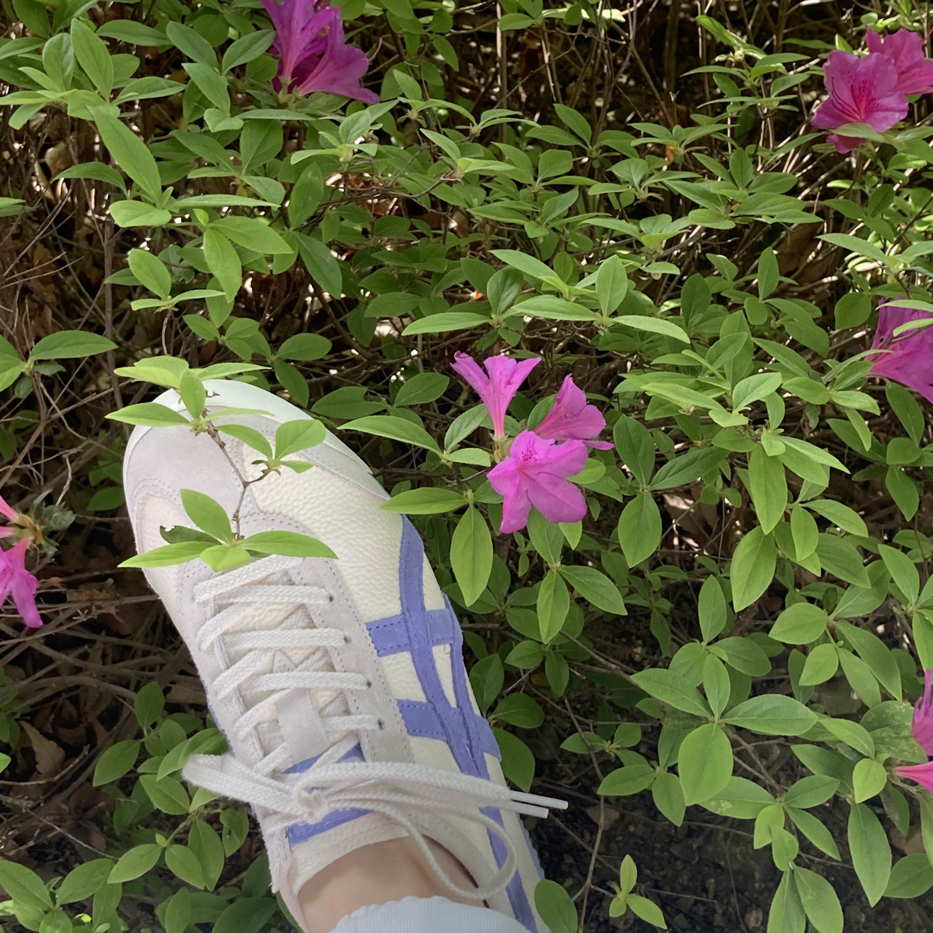 Onitsuka Tiger Mexico 66 Vintage Cream Violet Storm 착용 스타일 - 2