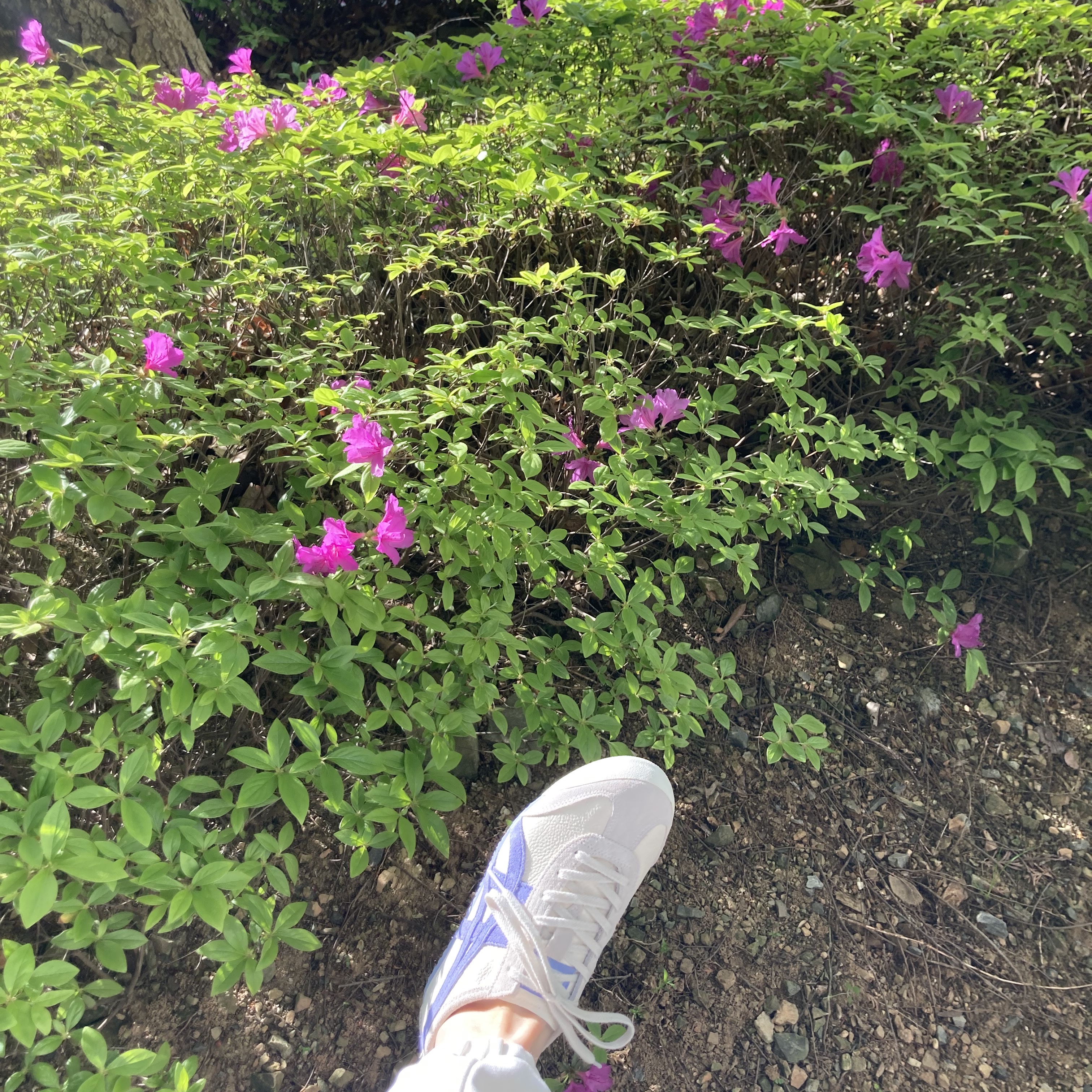 Onitsuka Tiger Mexico 66 Vintage Cream Violet Storm 착용 스타일 - 1