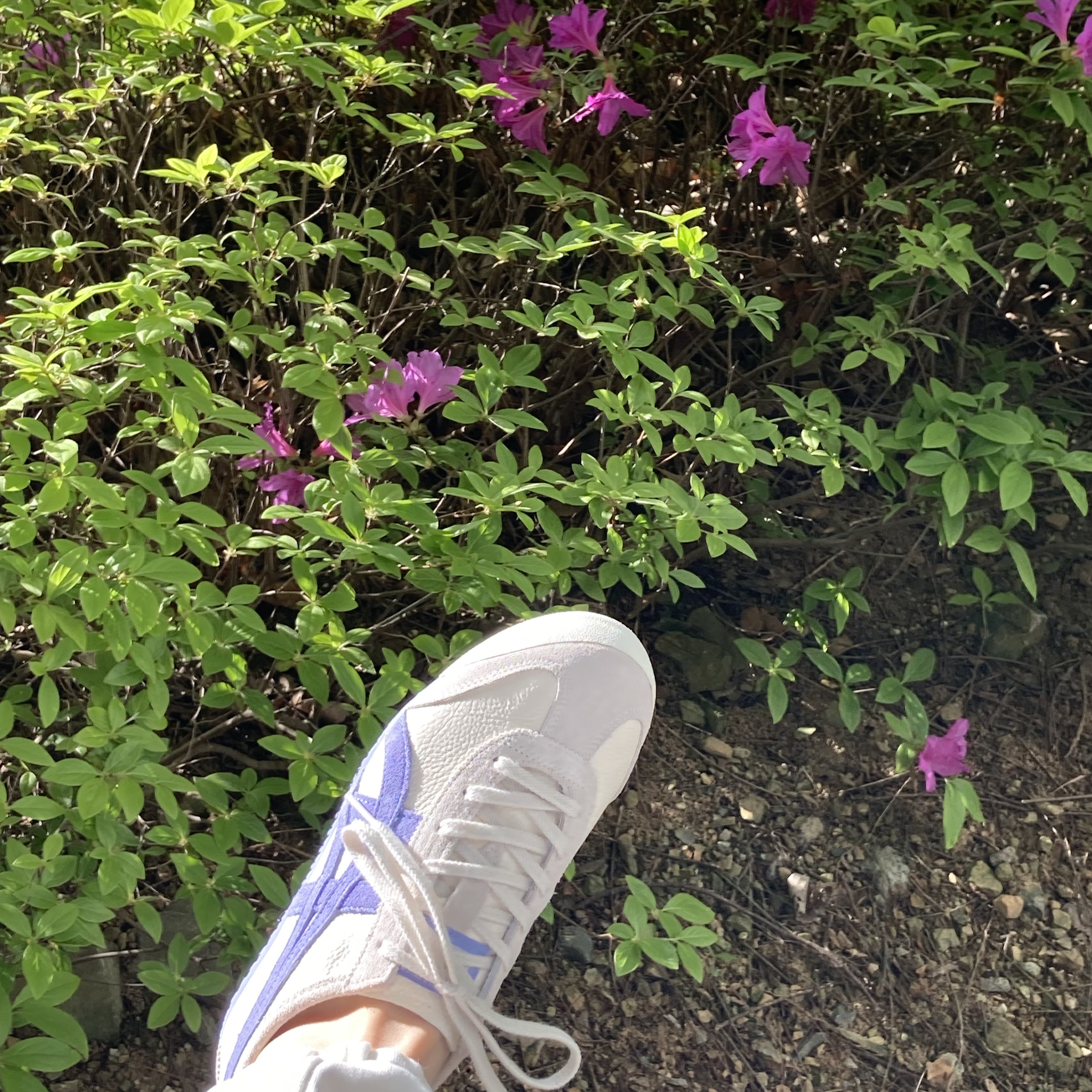 Onitsuka Tiger Mexico 66 Vintage Cream Violet Storm 착용 스타일 - 4