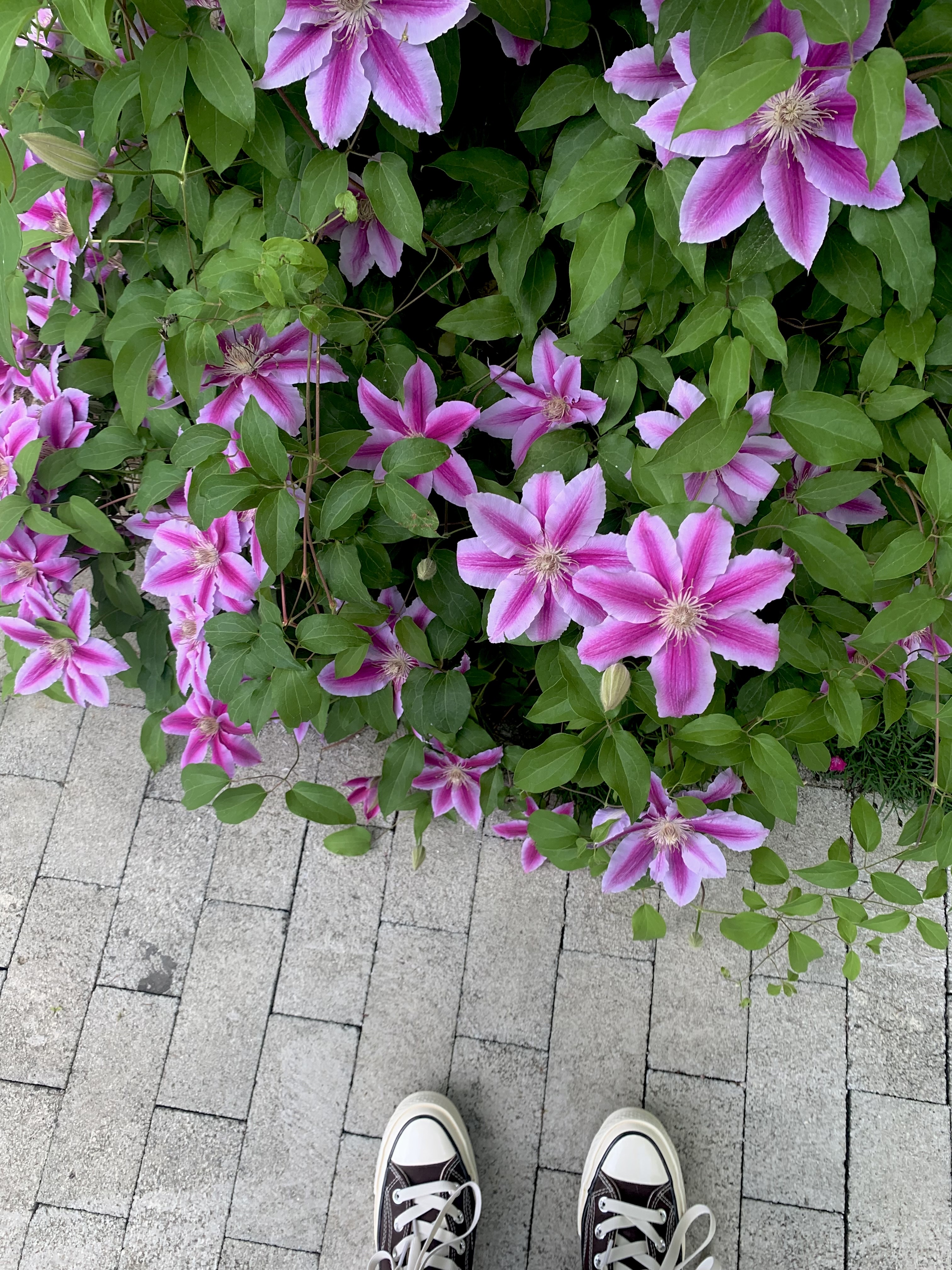 컨버스 척 70 하이 다크 루트 착용 스타일 - 3
