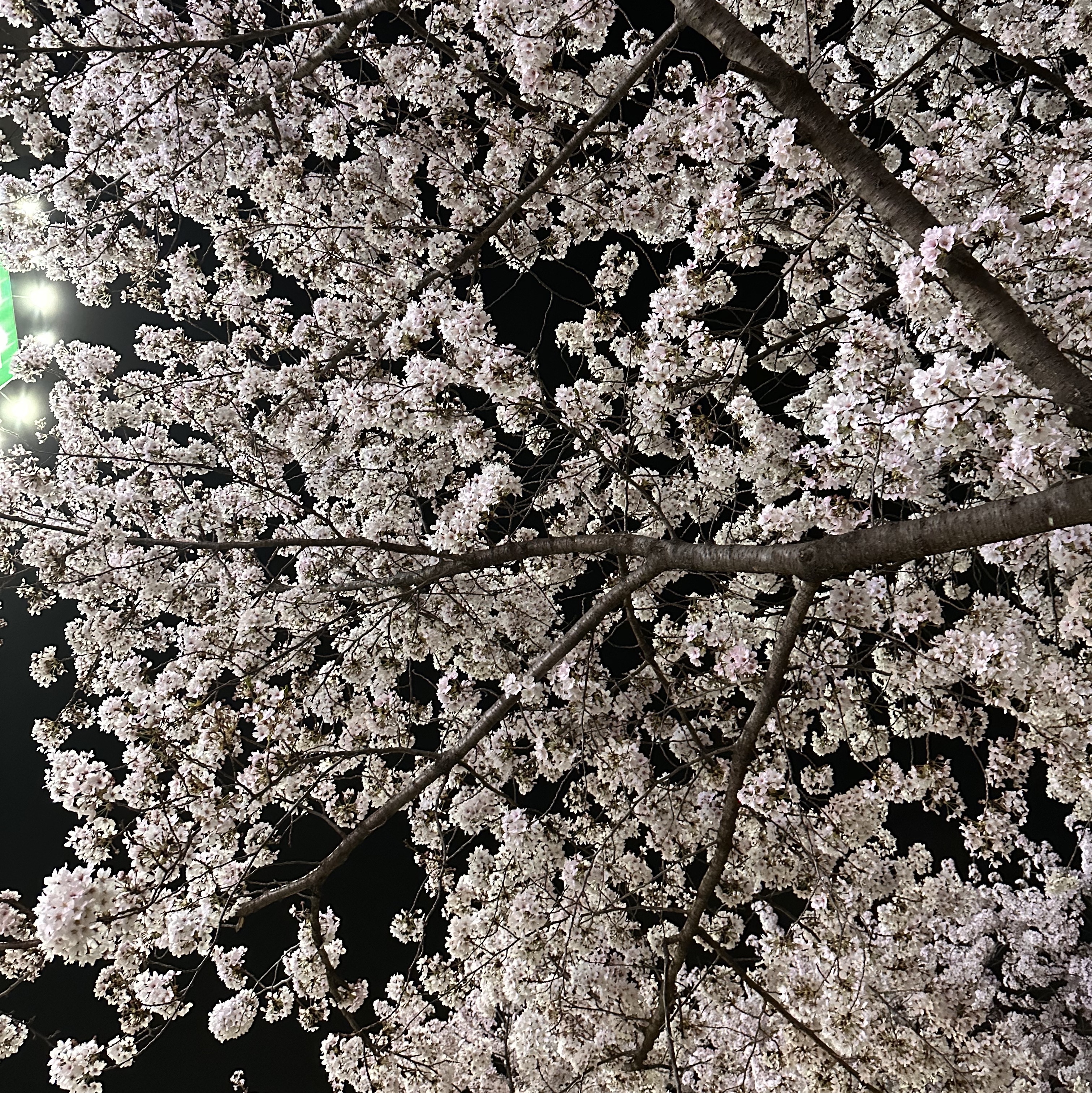 Nike Dunk Low Retro Grey Fog 착용 스타일 - 2