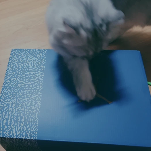 스타일 카드