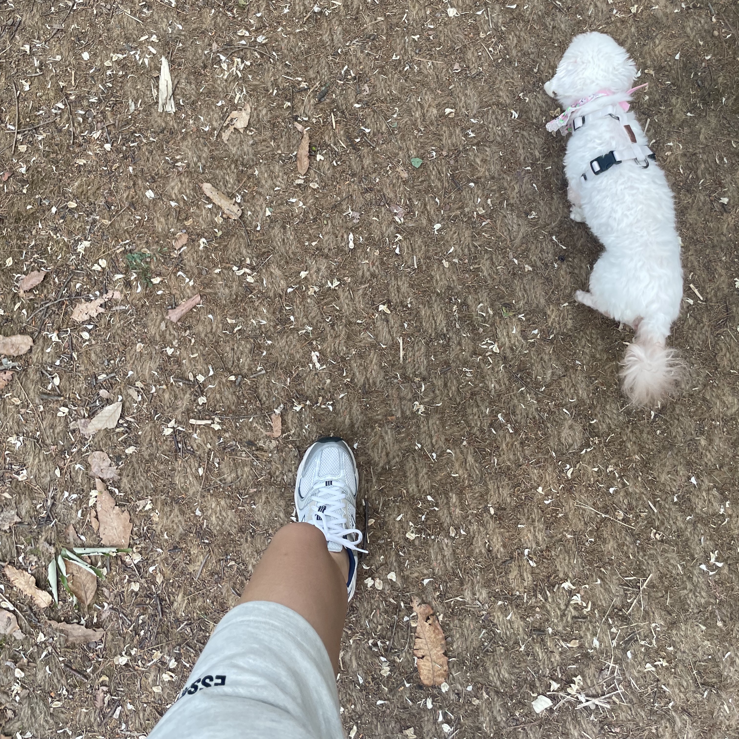 Essentials The Core Collection Sweatshorts Light Oatmeal, New Balance 530 Steel Grey 착용 스타일 - 2