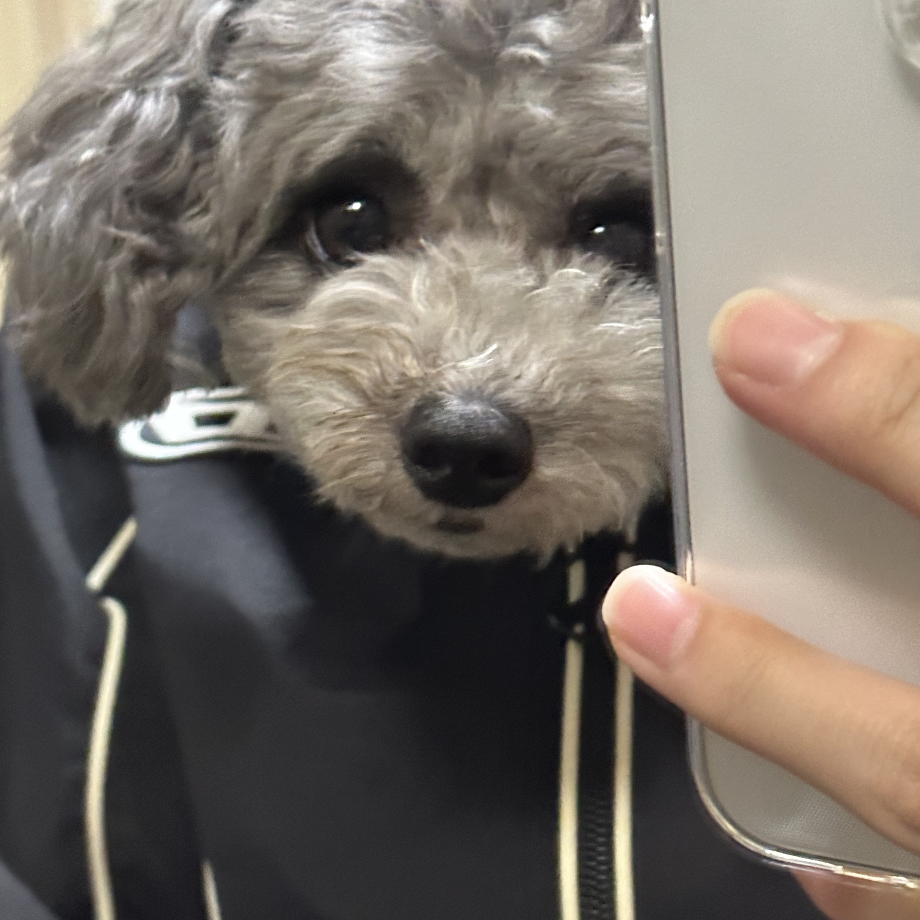 Diesel J-Hives Windbreaker with Contrast Piping Black 착용 스타일 - 1