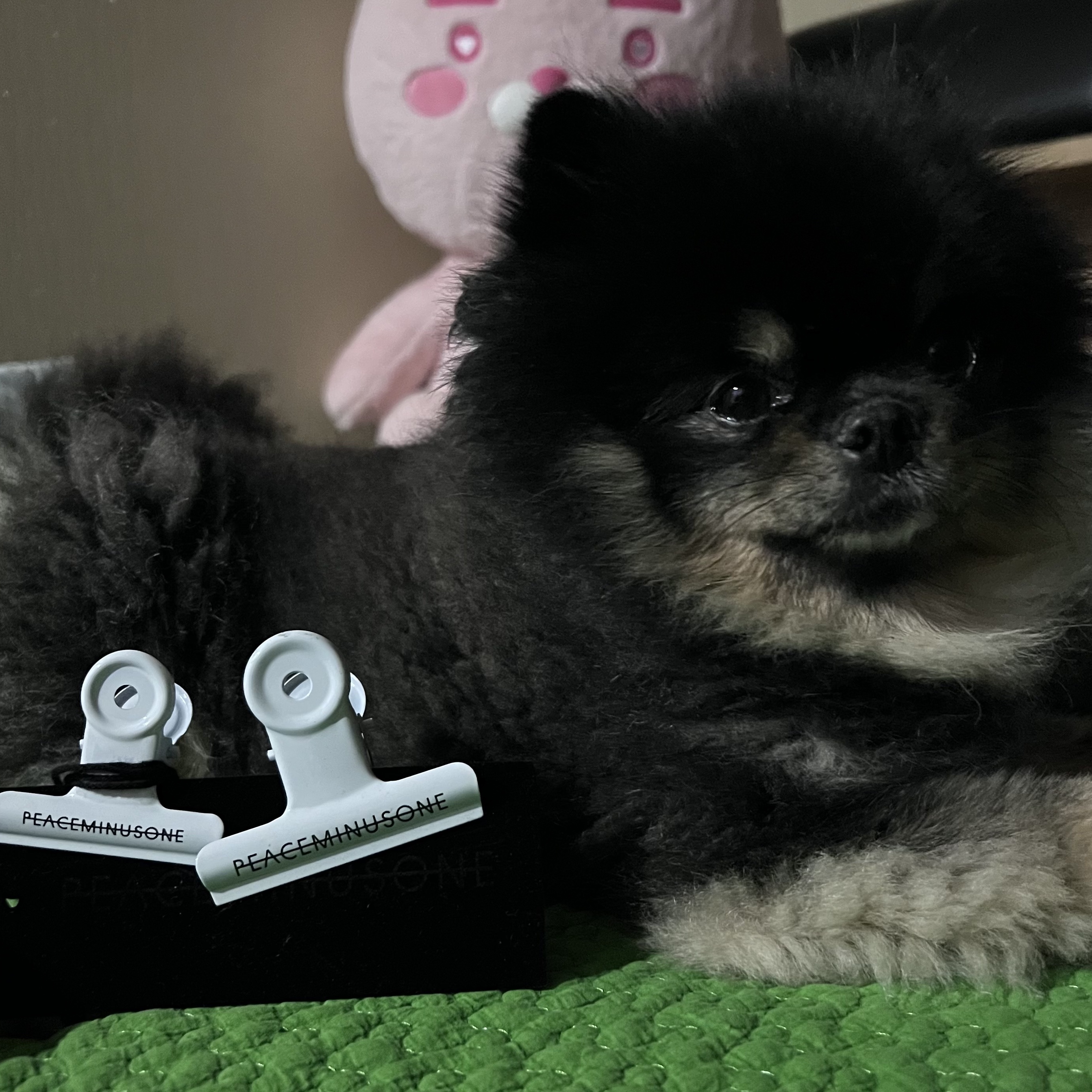Peaceminusone x The Conveni Bulldog Clip White 착용 스타일