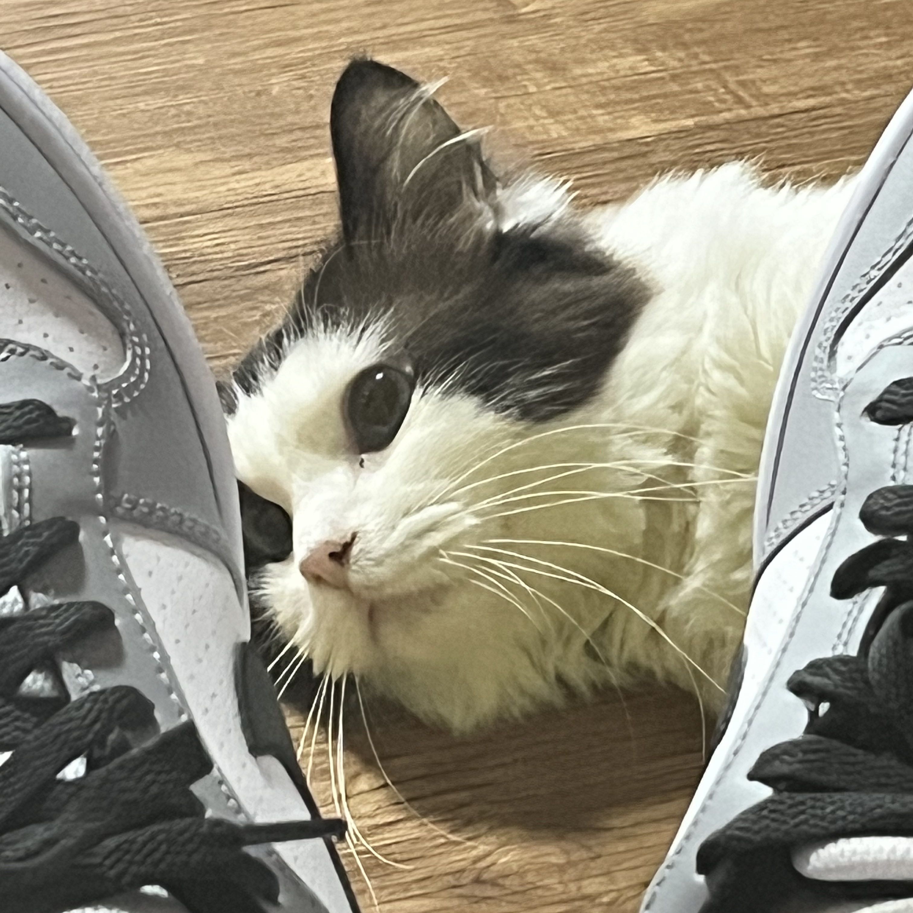 (GS) Nike Court Borough Low White Black Wolf Grey 착용 스타일 - 4