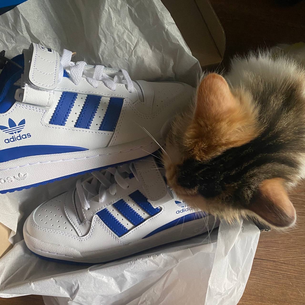 Adidas Forum Low White Royal Blue 착용 스타일