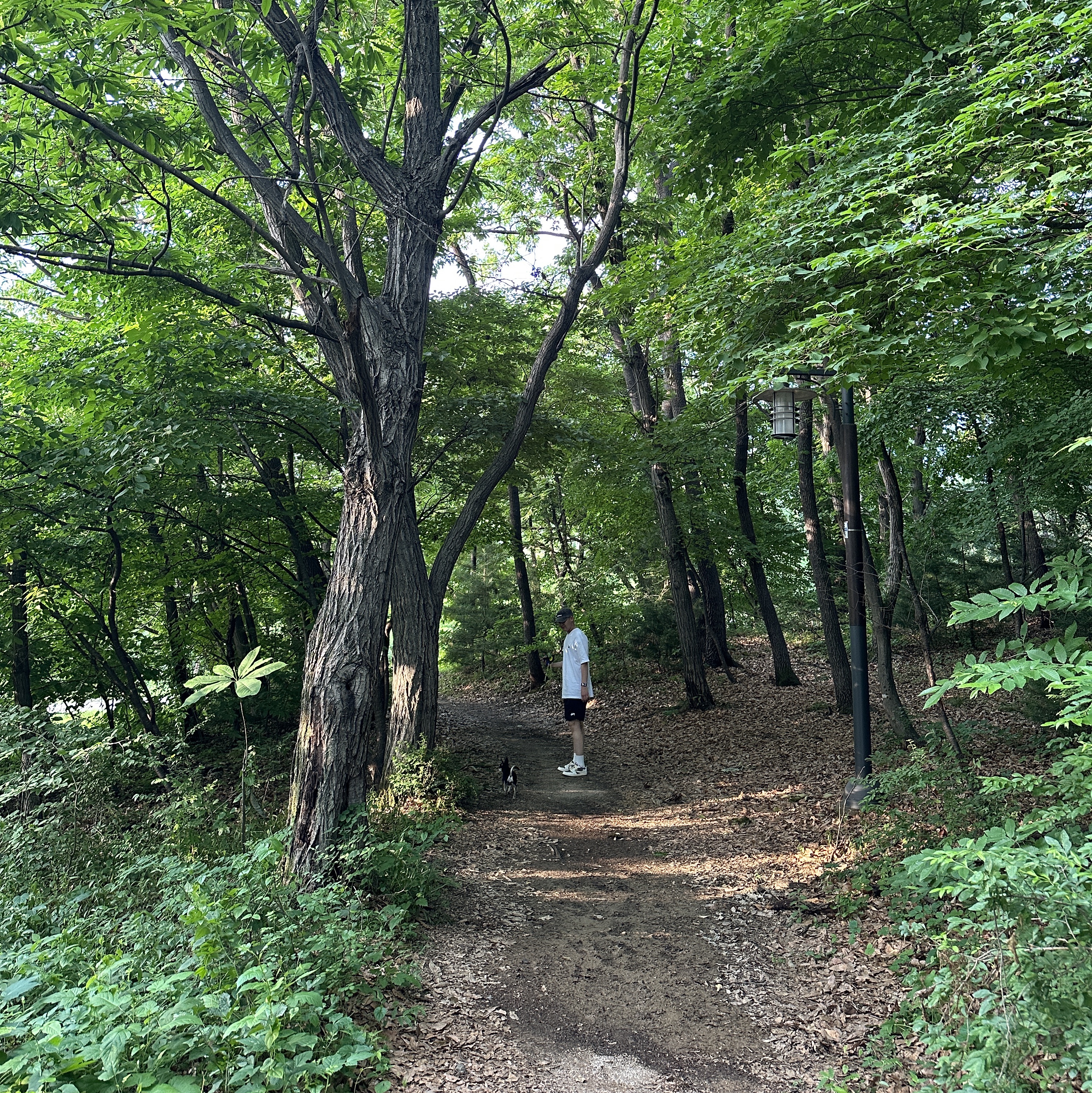 조던 1 x 트래비스 스캇 레트로 로우 OG SP 세일 앤 리저록, 스투시 스탁 워터 쇼츠 블랙 착용 스타일 - 2