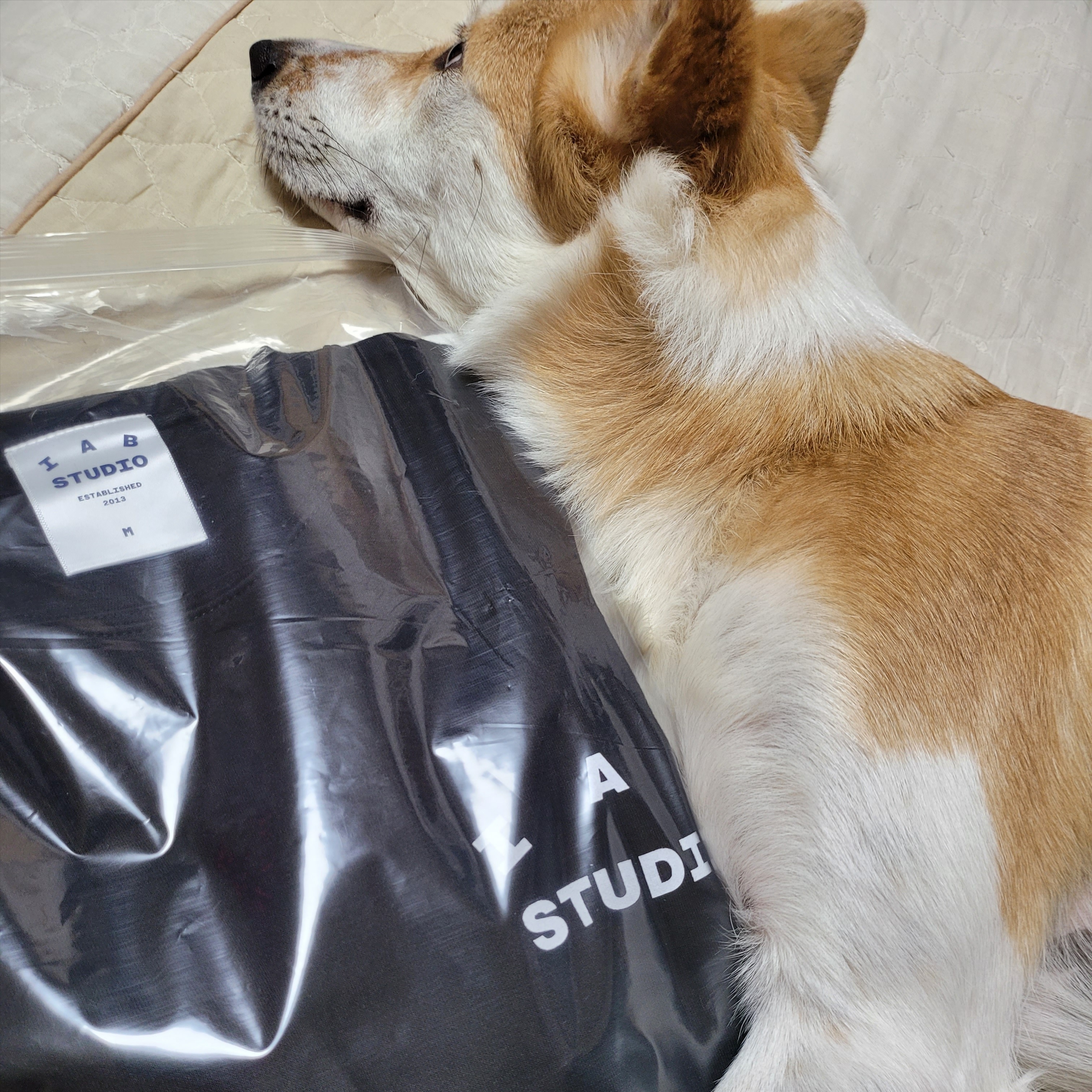 IAB Studio 10th Anniversary T-Shirts Pack White & Black (2 Pack) 착용 스타일
