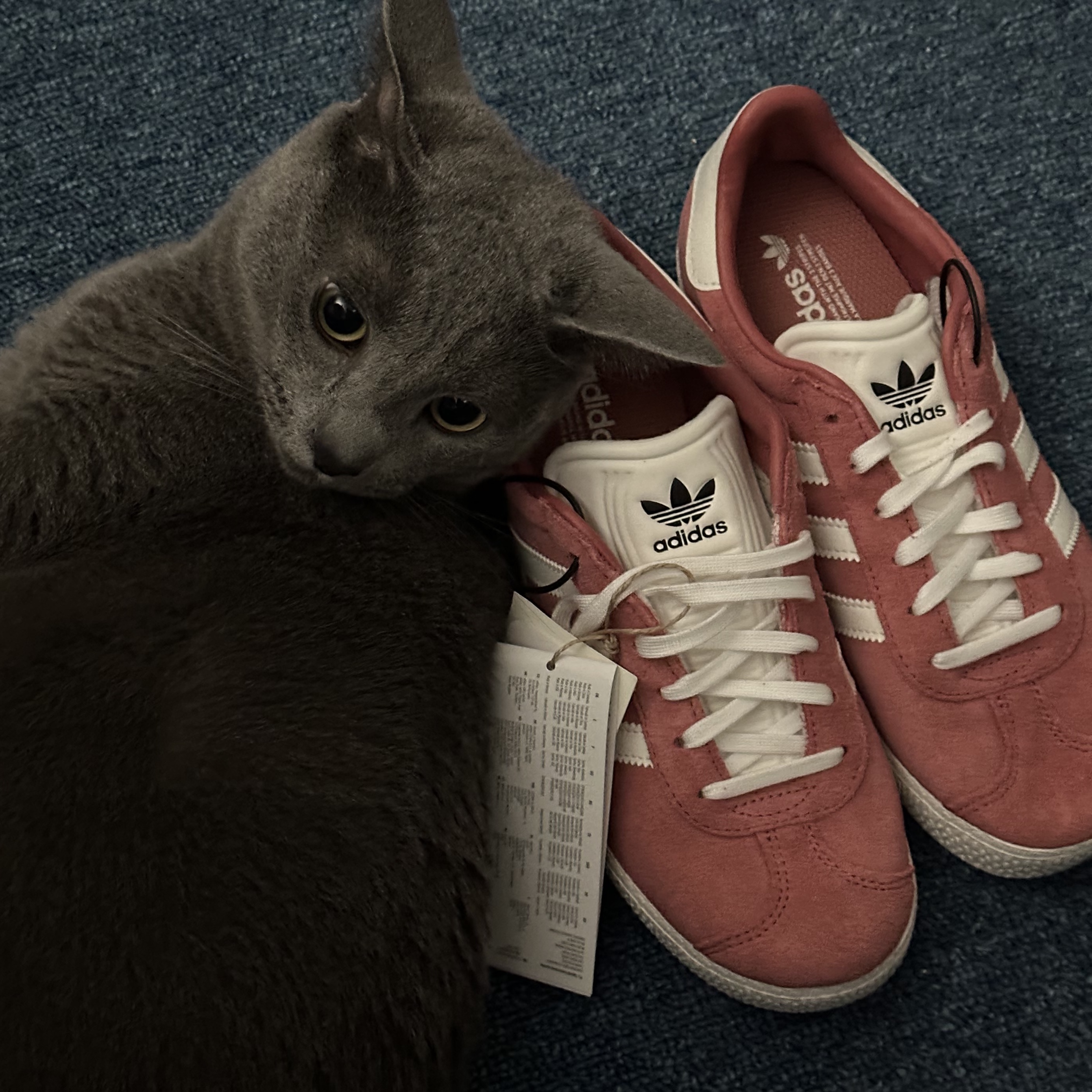 (J) Adidas Gazelle Wonder Red Core White 착용 스타일